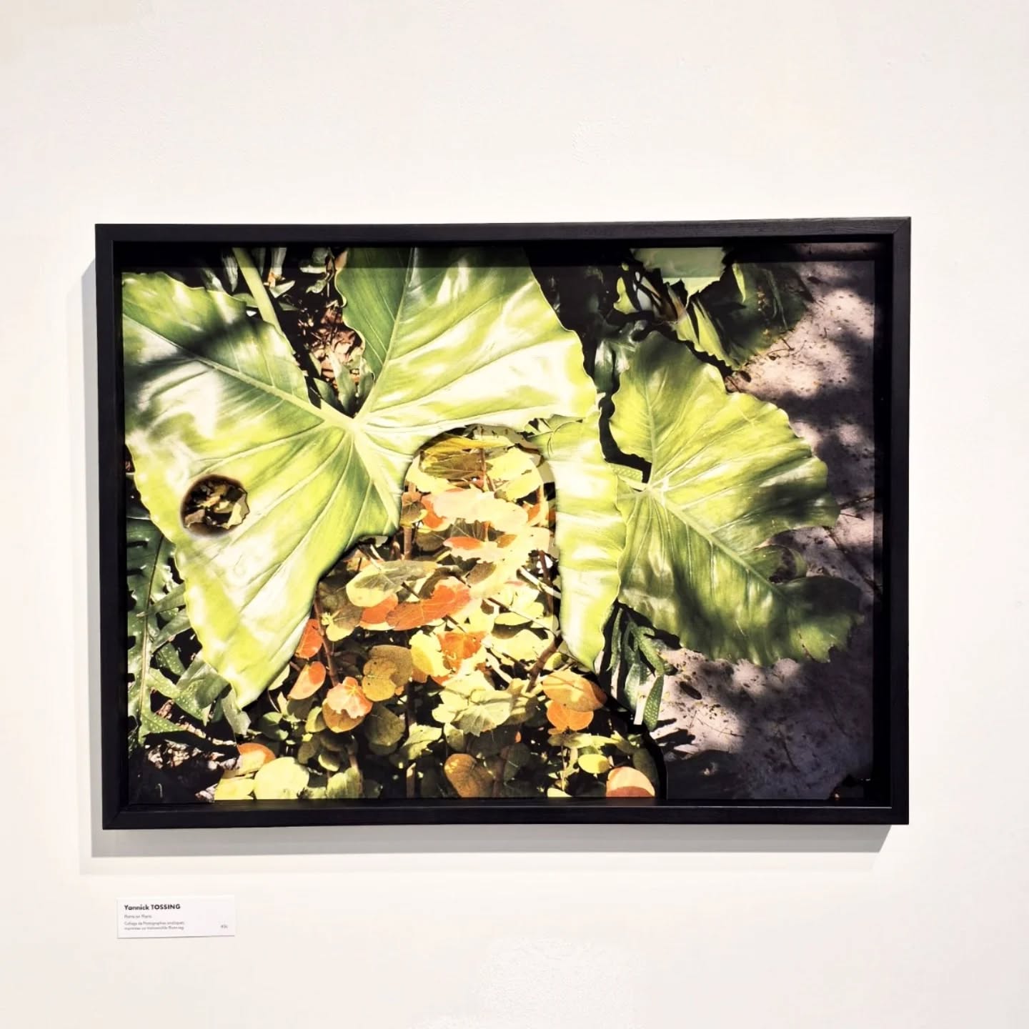 Plants on plants
60 x 80 cm
Fading Memories Series
Multilayered Photography collage
Taken with Nikon AF200, printed on Hahnemühle Photo Rag, black wooden frame
2025
Third of 3 works shown at salon du CAL @cercleartistiquedeluxembourg
My photo collages illustrate how our memories fade and merge with older or forgotten ones. Over time, these memories blur together, get mixed, become abstract. The burnt spots symbolize memory loss, erased by time or diseases.
#photography #collage #analog #photo #art #porto #architecture #city #architecture #delphianopencall #travel #luxembourg #lights #streets #artist #Lëtzebuerg #nikon #nikonaf200 #lomography #deutschland #shadow #miami #hahnemuehle_global #plants #rocks #cercleartistiquedeluxembourg