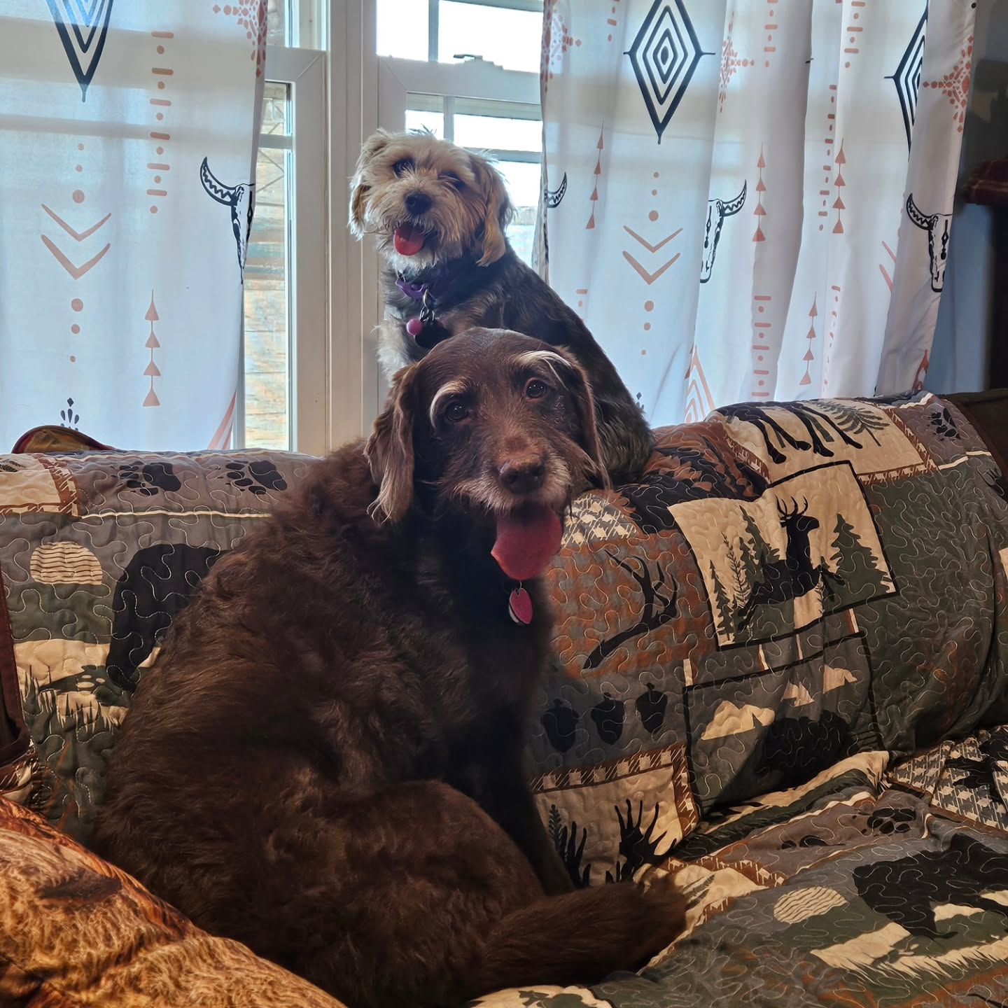 Meet Ally and Sassy! Both girls are hanging with me on the farm this weekend. Sassy is enjoying watching the cows and Ally is enjoying a nap.