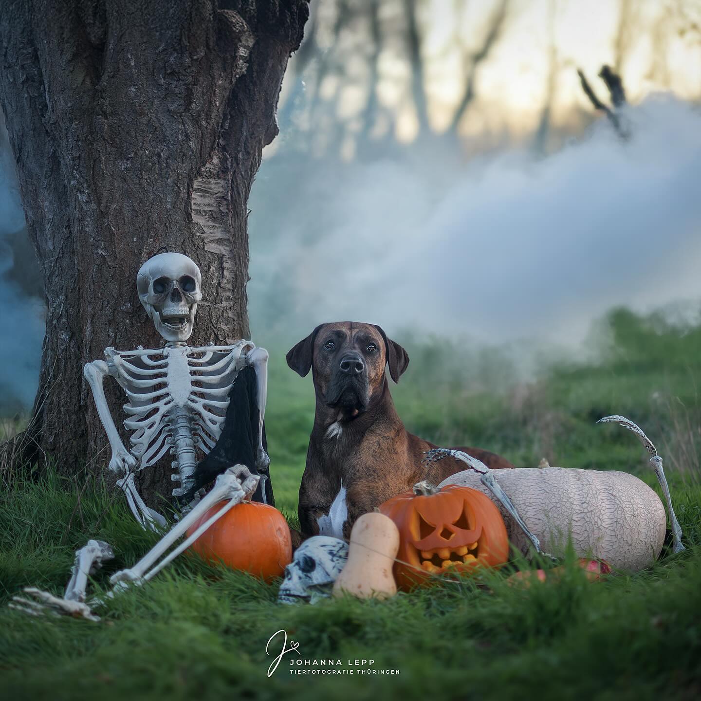 👻
HAPPY HALLOWEEEEEEN 🎃
•
📧 info@tierfotografie-thueringen.de
💻 www.tierfotografie-thueringen.de
#hundefotografie #tierfotografie #thüringen