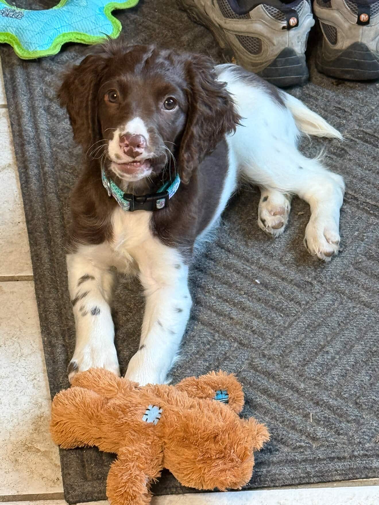 Congratulations to David & Marcy on their new female puppy from our Chance x Betty litter. We are so happy for you all..
Craney Hill Misti Blue Skye the next in line (Skye)