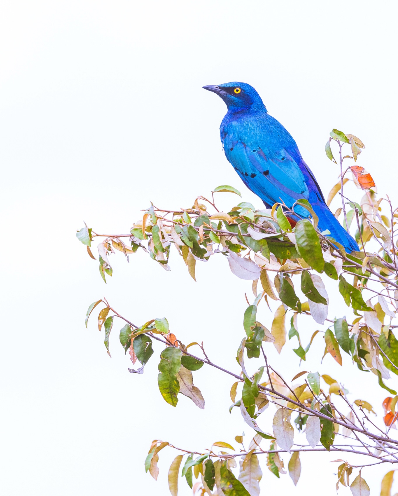 Haters gonna say it’s fake. Actually, I’ve learned that haters are an imaginative bunch - the sad part is that I never get to hear all the amazing stories they circulate. What a great loss.
☆
Greater Blue-eared Starling
☆
#birdman #birdsofig #birding #birdwatching #birders #birdnerd #birdingtrip #birdingtours #birdphotography #birdwatchingtours #birdistheword #bird_brilliance #birdsasart #birdsofafrica #birdsofeastafrica #birdsofkenya #birdingkenya #africanbirds #africanbush #africanamazing #africanature #acacia #thisisafrica #goldenlight #bateleur #eye_spy_birds #riftvalley #greaterblueearedstarling #birdyourworld