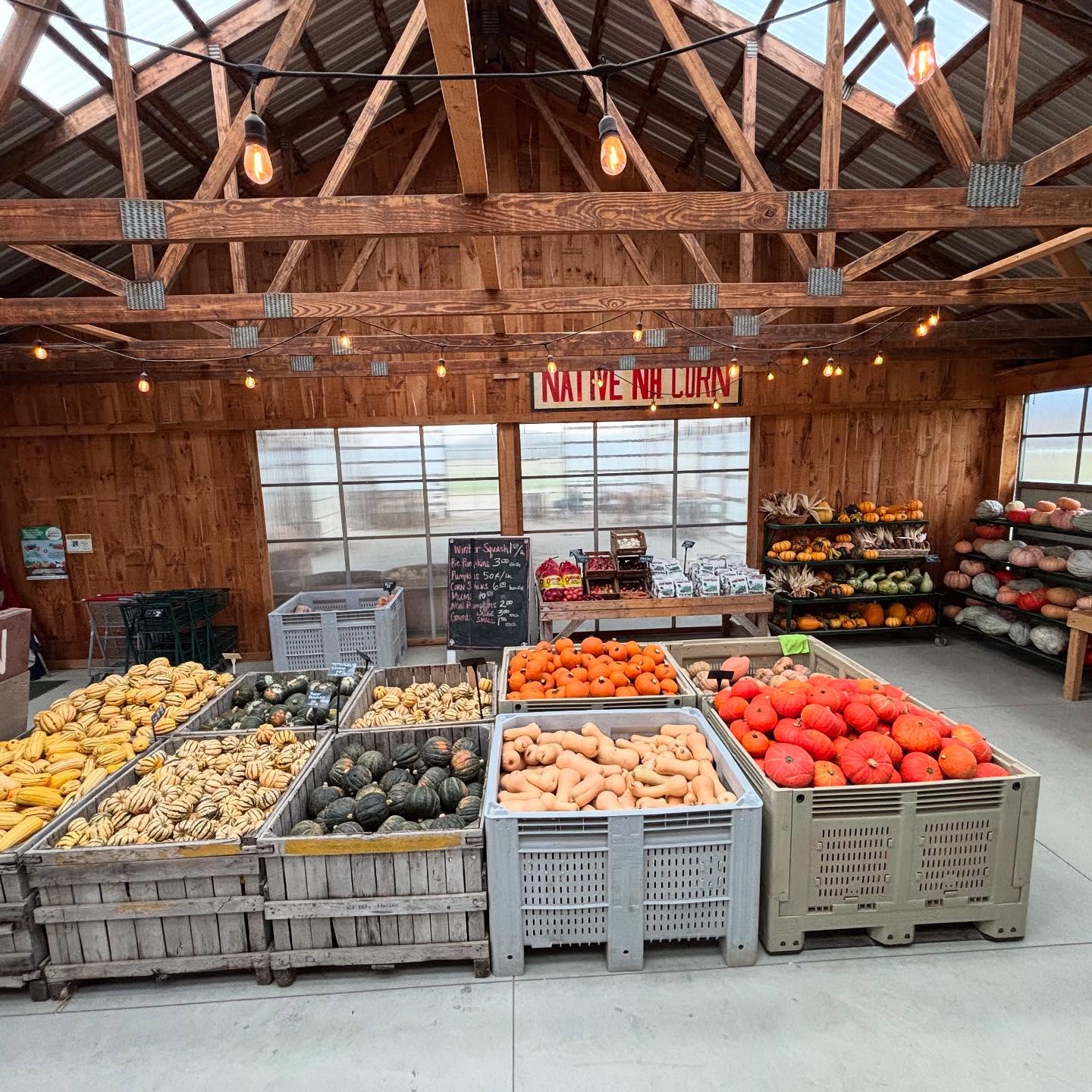 November hours start 11/6: Thursdays-Sundays, 10:00-4:00.
This Saturday, 11-12:30! African Drumming at the Farm
Mike Morse is a drumming teacher and Djembe drum maker. Join him for an impromptu drumming circle. Bring your drum or just sit in. No experience necessary (quick lesson and drums provided).
:
Lots of veggies #wintersquash #lettuce #sweetpotatoes #cabbage #potatoes #nhapples #carrots #beets #onions and more! Deals on fall decorations!
:
#longviewfarmstand #nhfarms #buylocal #eatwiththeseasons