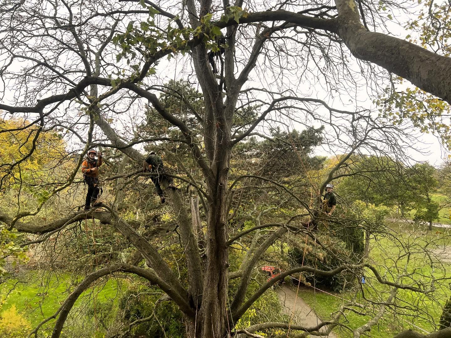 #tree#climbing#aerial#rescue#refresher 🌳🌳🌳☔️🌧️💧🌦️ #autumn#treesurgeon#arborist#training#london#surrey#hampshire#sussex#berkshire#arbontour