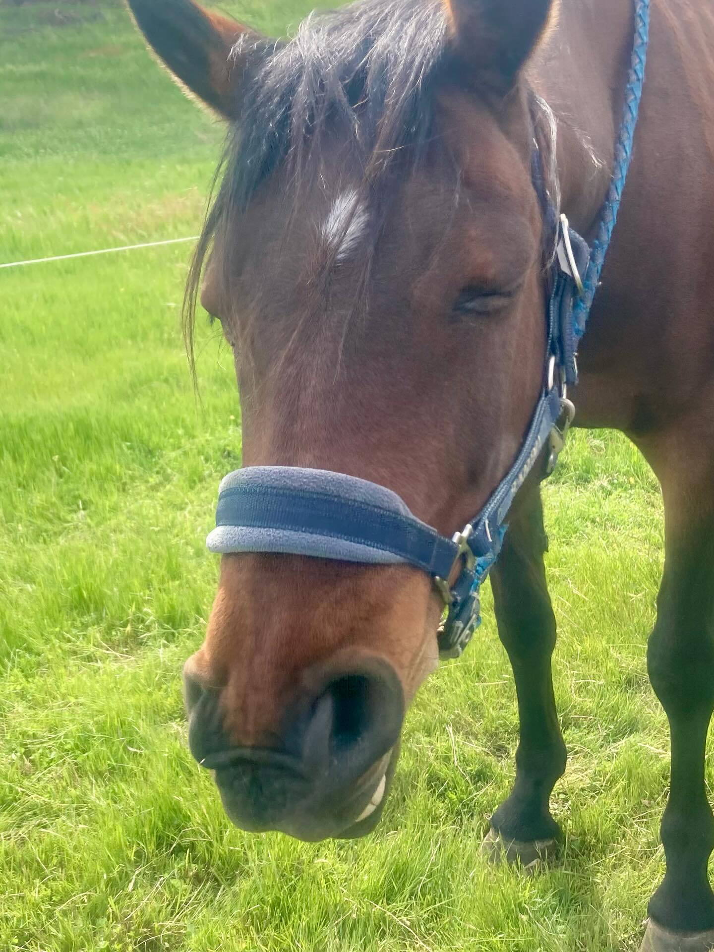 Ahhh Jack, let it all go 🥱
#equinemassage #horsemassage #equinebodywork #cranialsacral #cranialsacraltherapy #release #woofandhoofwellness #macedonranges