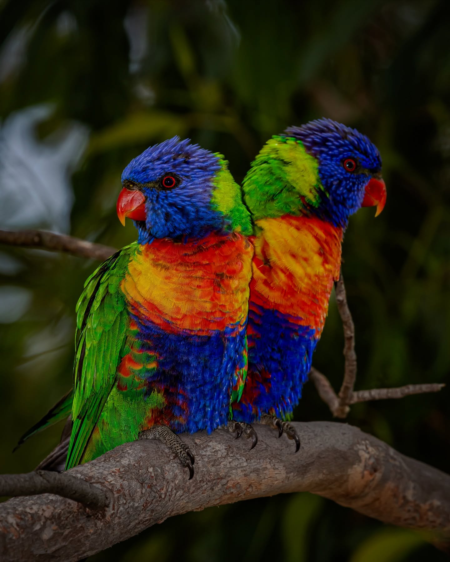 They wake up. Choose violence, AND colour.
If skittles were a bird.
#ausgeo #rainbowlorikeet
#birdsphotography
#lorikeet #rainbowlorikeetsofinstagram #wildlifephotography #nature