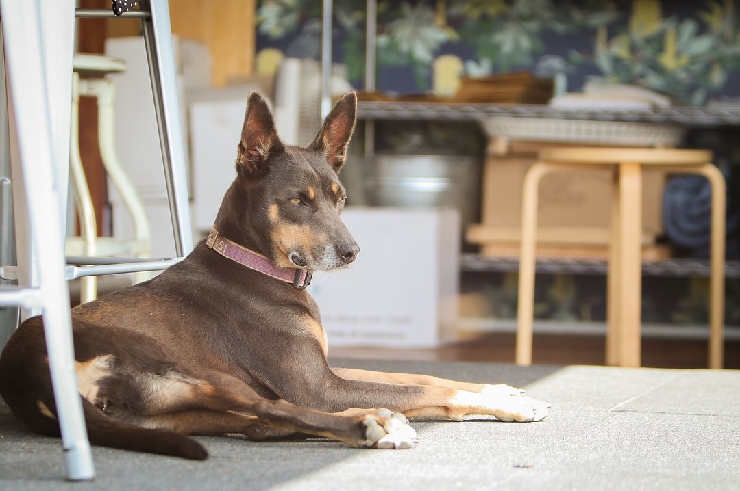 💔 Farewell, Our Megalong Meggie 💔
Three weeks ago today, we lost our beautiful Meggie over the rainbow bridge. Our hearts are heavy.
Meggie, our beautiful kelpie, our best mate, our constant shadow — you were family in every sense. Her wagging tail and bright eyes welcomed everyone at the cellar door and she shared every adventure with dad chasing the gator or by his side on car rides. She left paw prints on all our hearts.
Fly high, sweet Meggie. Say hello to Indy for us, and run free over endless paddocks, just the way you loved. We’ll never forget your love, your loyalty, or your spirit. 🐾❤️ We’ll miss you more than words can say, but we’ll carry your love with us forever. 🐾❤️
#RIPMeggie #ForeverLoved #KelpieLove #BestMate #MegalongMeggie