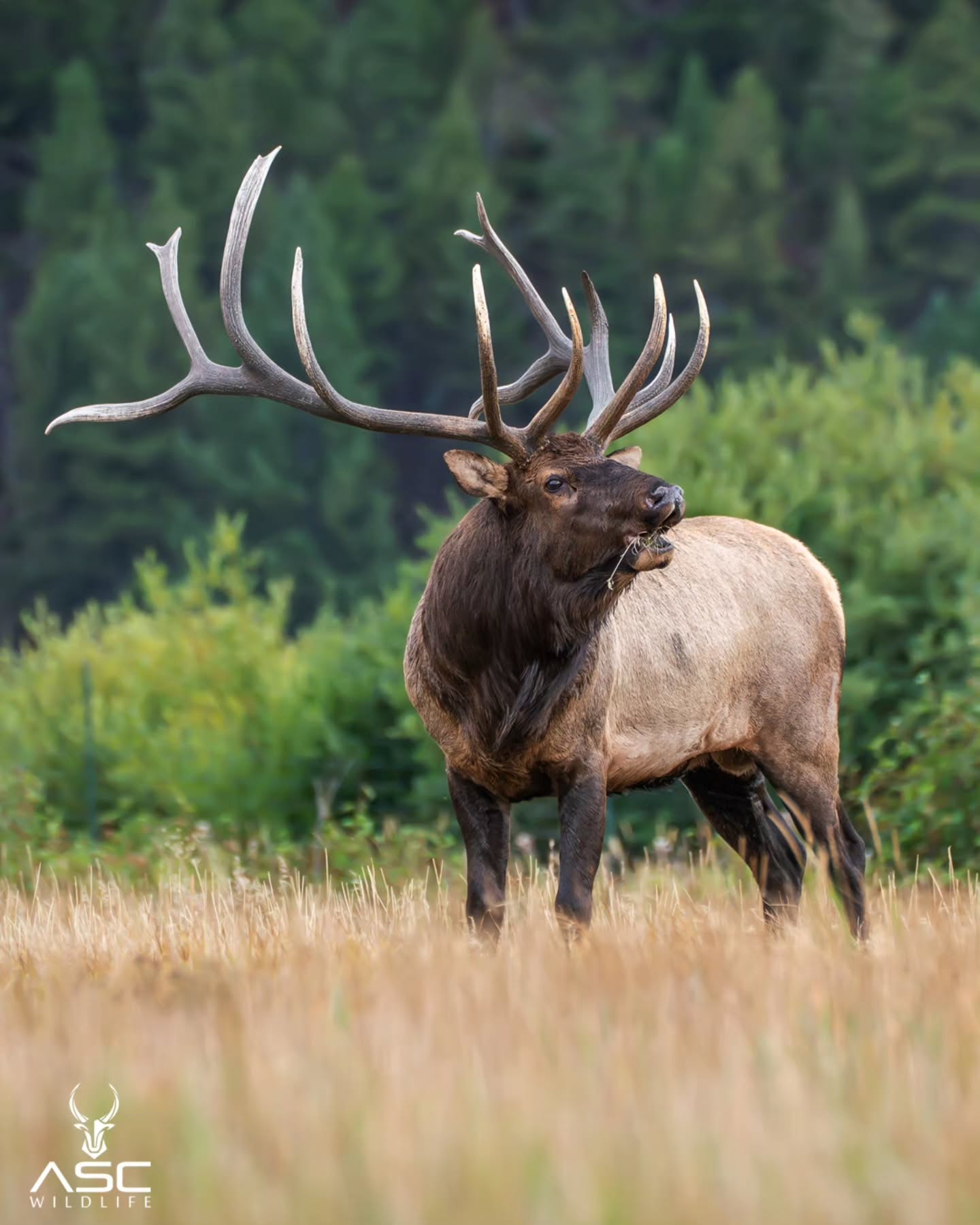 Infamous bull elk (split 5) says Happy Halloween. Be safe tonight.
Photography by@ascwildlife
.
.
.
#bullelk #rmnp #colorado #coloradowildlife #Photography #naturelovers
