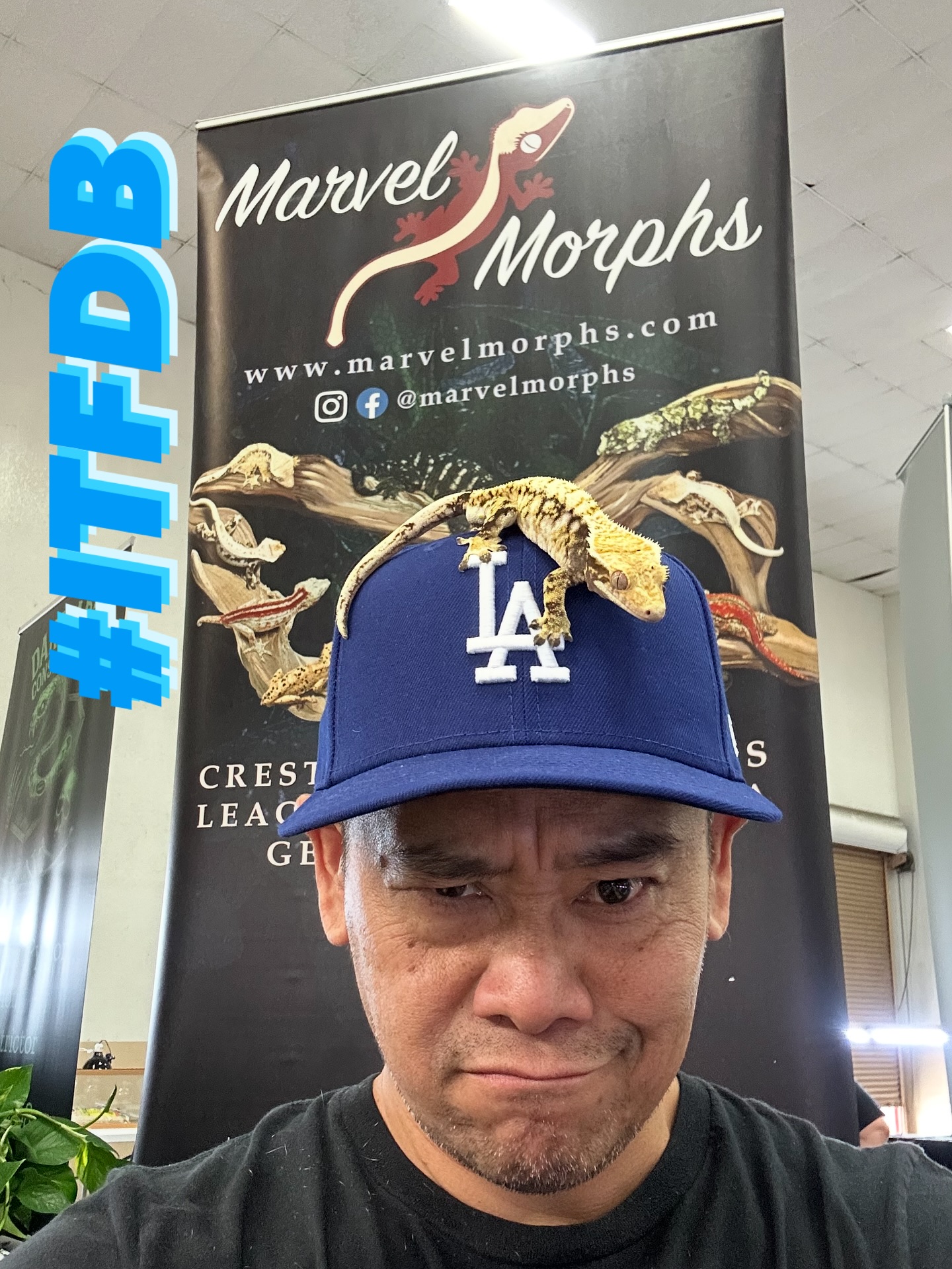 #letsgododgers
And before the game, come to the #venturareptileexpo, see our #crestedgeckos and cheer for the #dodgers!