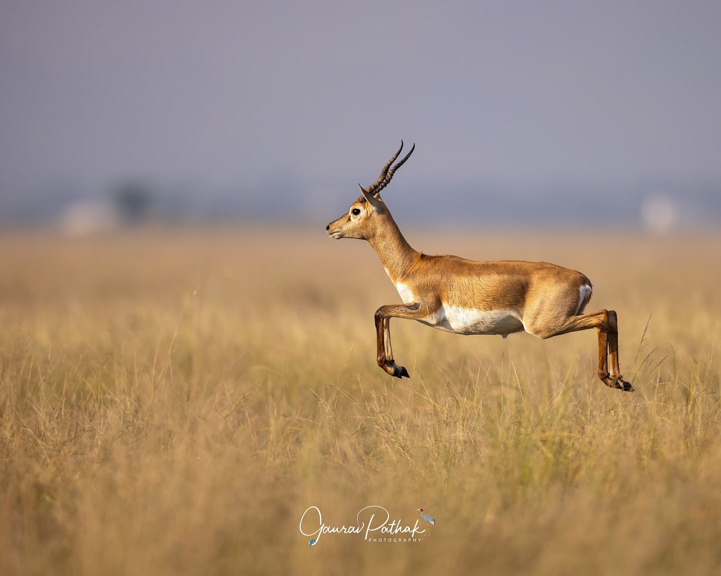 Blackbuck (Antilope cervicapra) – A juvenile in full stride across the golden expanse of Tal Chhapar Sanctuary—a flash of life against the stillness of the grasslands. Lighter in tone than the dark-coated adults, the young blackbuck blends almost seamlessly with the dry earth and sunlit stems. Once pushed to the brink by habitat loss and hunting, the species has found refuge in places like Tal Chhapar, where protection and open space allow it to run free again.
.
#nature #animals #wildlifephotography #naturephotography #wildlifeonearth #photography #wildlifeplanet #animal #canonasia #canonrf600mmf4 #photooftheday #capturedoncanon #animalsofinstagram #instagood #wildlife_perfection #natgeo #naturelovers #canonedge #yourshotphotographer #wildlifeaddicts #natgeowild #conservation #animallovers #earthcapture #animalplanet #wildlifephotos #othallofframe #instagram #wildlifeartist