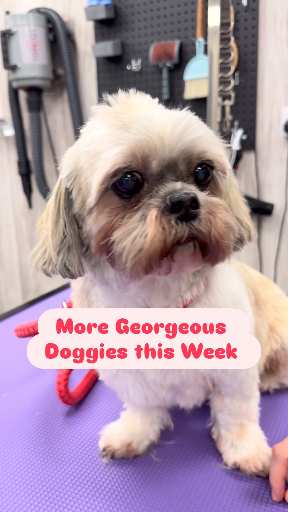 10% Off a Full Groom @ Scruffy Dogs Until end of November 2025
Call 02922 802554
Or book at scruffydogs.net
47c Cardiff Road, just off Llandaff High Street
#cardiff #cardiffdogs #dogsofcardiff #scruffydogs #PuppygroomCardiff #puppiesofcardiff #dogsofpontcanna #pontcanna #doggroomingcardiff #dogsofllandaff #dognailclippingcardiff #dogsofllandaffnorth #dogsofllandaff #llandaff #llandaffnorth #whitchurch#dogsofwhitchurch #dogsofrhiwbina #dogwalkingcardiff #cardiffwales #cardiffdog #southwalesdogs #dogharnesscardiff #dogdryrobecardiff #dogjumpercardiff