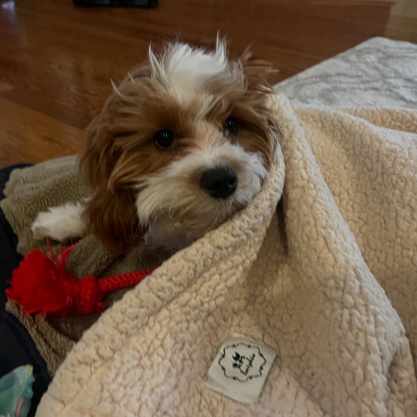 Can we just snuggle and nap? - Finnley 🐾
.
#rubyredspetcare #rainy #monday #cavapoo #dog #puppy #petcare #veteranown #smallbusiness