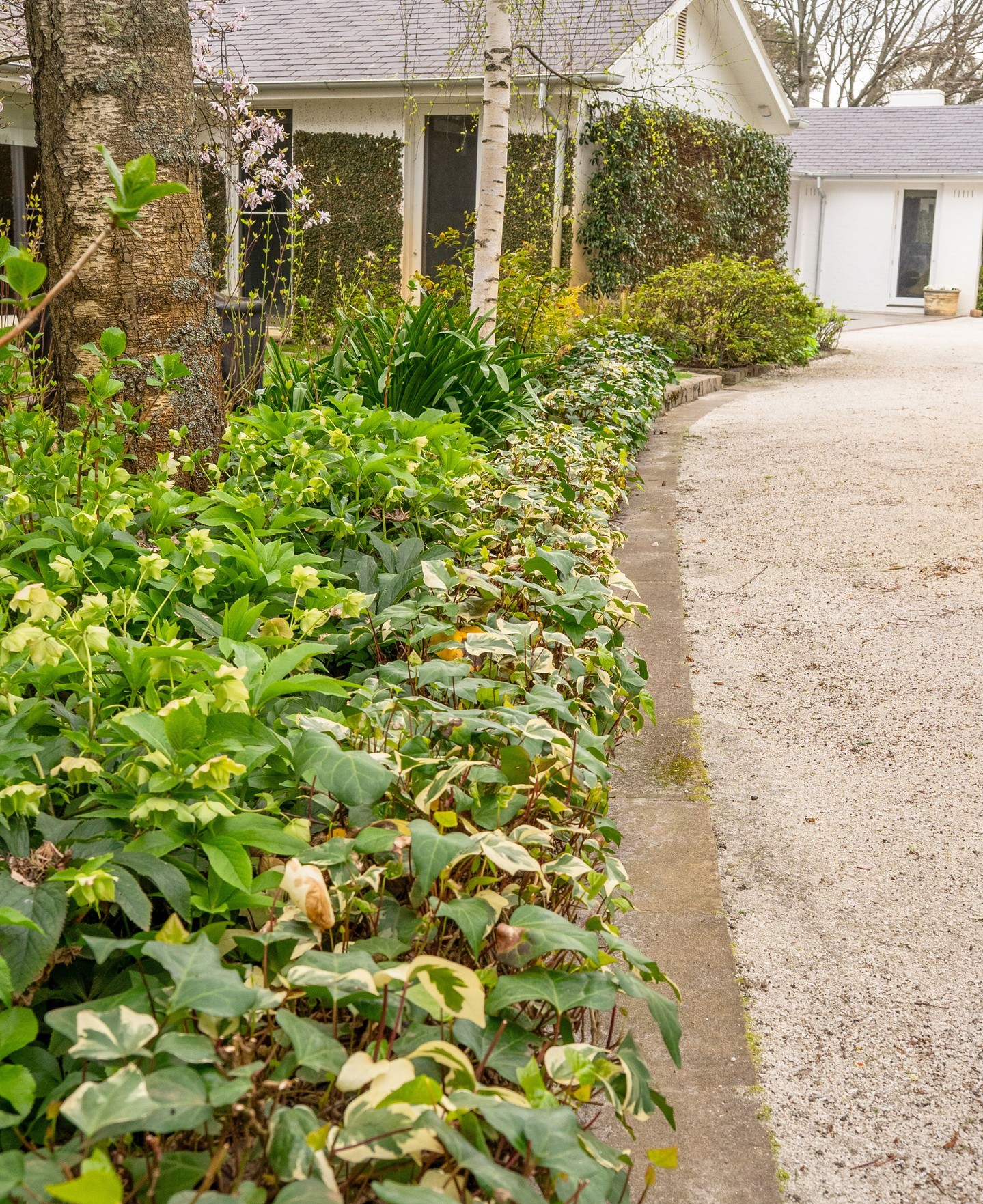 Repetition brings structure and calm to a landscape, walkways and driveways.
When you’re planting on this scale, we can help with bulk orders, delivery and discounts. Plus you’ll earn 5% back through our nursery loyalty program.
.
.
.
.
.
.
.
#macedonnursery #macedongardensupplies #macedonrangesgardens #macedon #macedonranges #mountmacedon #woodend #gisborne #melbournegardens #macedonrangesnaturallycool #visitvictoria #landscapedesign #gardenplanning #bulkplants #gardeninspiration #localgardencentre