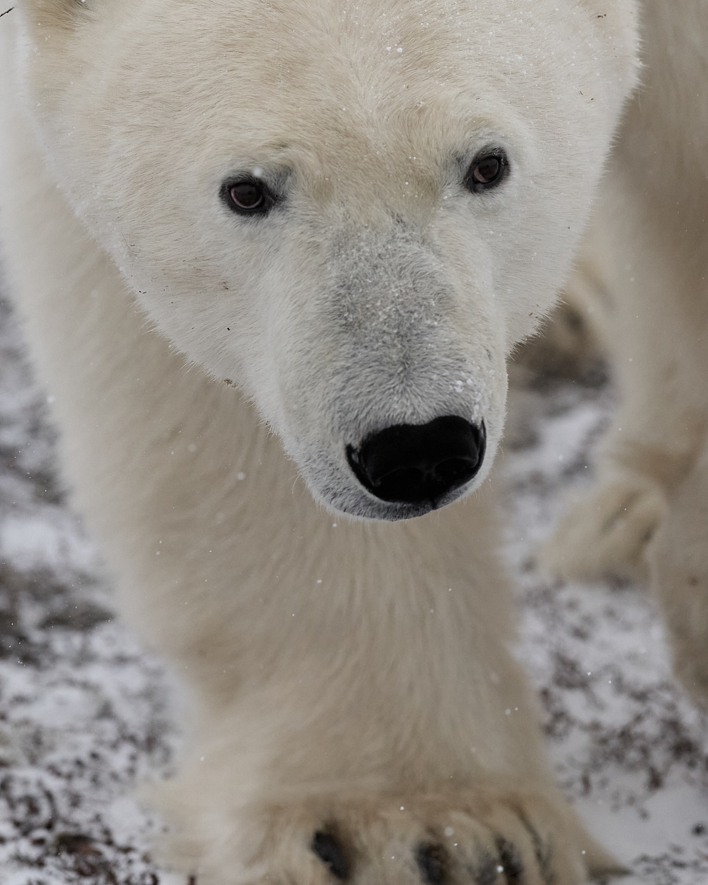 Beautiful Polar Bear checking us out