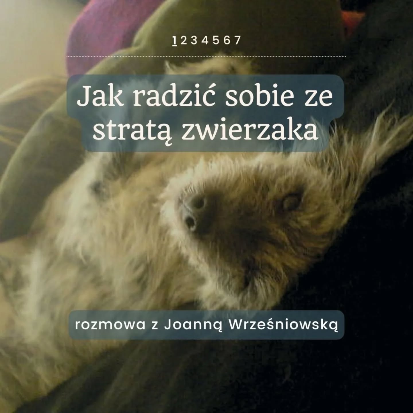 Każdy, kto kiedykolwiek naprawdę kochał psa, zna ten moment. Nie da się na niego przygotować.
Z Joanną „Yoyo” Wrześniowską, psycholożką i psychoterapeutką, rozmawiałyśmy o żałobie po zwierzęciu. I decyzjach, emocjach, dzieciach i o tym, że miłość to czasem też pozwolenie odejść.
🎧 Całą rozmowę można posłuchać na spotify - link w bio
Gość: @wrzesniowska.pl
#merdumerdu #merdającerozmowy #pies #żałobapozwierzęciu #opiekanadpsem #psy #rozmowa #emocje #psieżycie #psychologia #tęczowymost