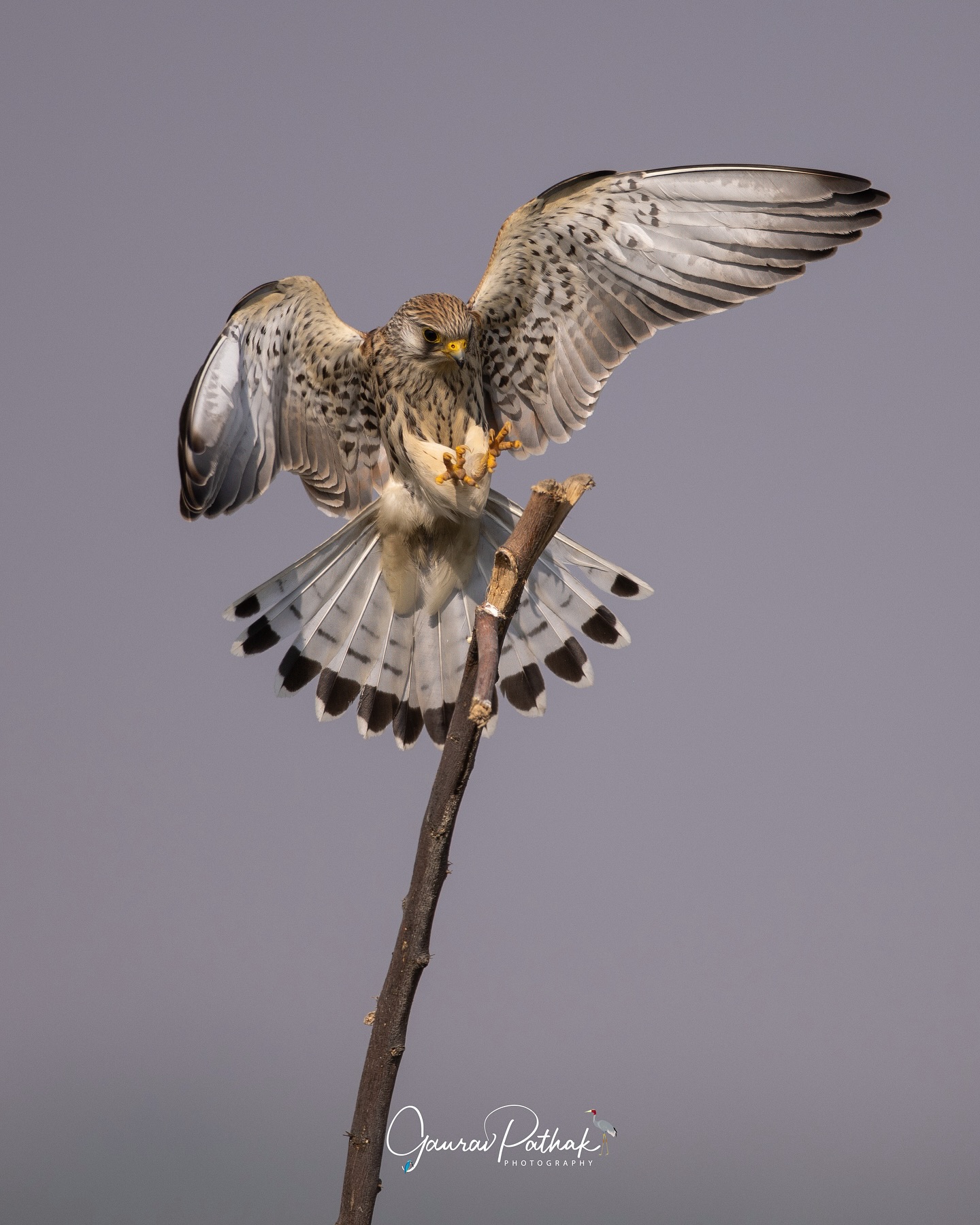 Lesser Kestrel (Falco naumanni) – Wings flared, claws forward, coming in for a perfect landing—a split second of control frozen in motion. At first glance, it’s easy to mistake it for its close cousin, the Common Kestrel. But look closer: the claws tell a quiet story. Unlike the Common’s dark talons, the Lesser’s are a pale yellow, a subtle difference that birders learn to spot in the field. Smaller, more elegant, and often hunting in loose groups, the Lesser Kestrel carries its name lightly—but its grace in the air is unmistakable.
.
Location - Churu, Rajasthan
Shot on Canon R5
Canon RF600mm F4 L IS USM
ISO 100
f/4
1/2000s
.
#canonrf600mmf4 #animalplanet #kings_birds #bbcearth #birdphotographers_of_india #bbcwildlifepotd #best_birds_of_ig #birds_captures #bestbirdshots #bird_brilliance #birds_adored #canonasia #canonedge
#capturedoncanon #birds_nature #discoverychannel #discoverychannelindia #earthcapture #canwithcanon #photoscapeofthemonth #morebirdpics #natgeoindia #natgeoyourshot #nature_brillance #ssptalenthunt #nuts_about_birds #planetbirds #raw_birds #your_best_birds #yourshotphotographer