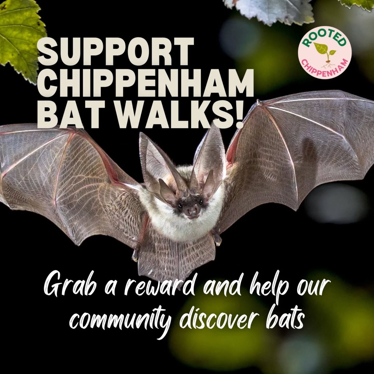 🌙 Woah - we’re halfway there! Thanks to your amazing support, we’ve already raised over half of our £1,600 goal!
Every bat detector we buy means more free bat walks, more learning, and more people discovering the magic of our native nocturnal wildlife!.
Can you help us reach the finish line? 🏁
💚 Donate or share today: www.avivacommunityfund.co.uk/p/rccbw
#RootedChippenham #BatWalks #Crowdfunder #ChippenhamCommunity #BatsNotStats