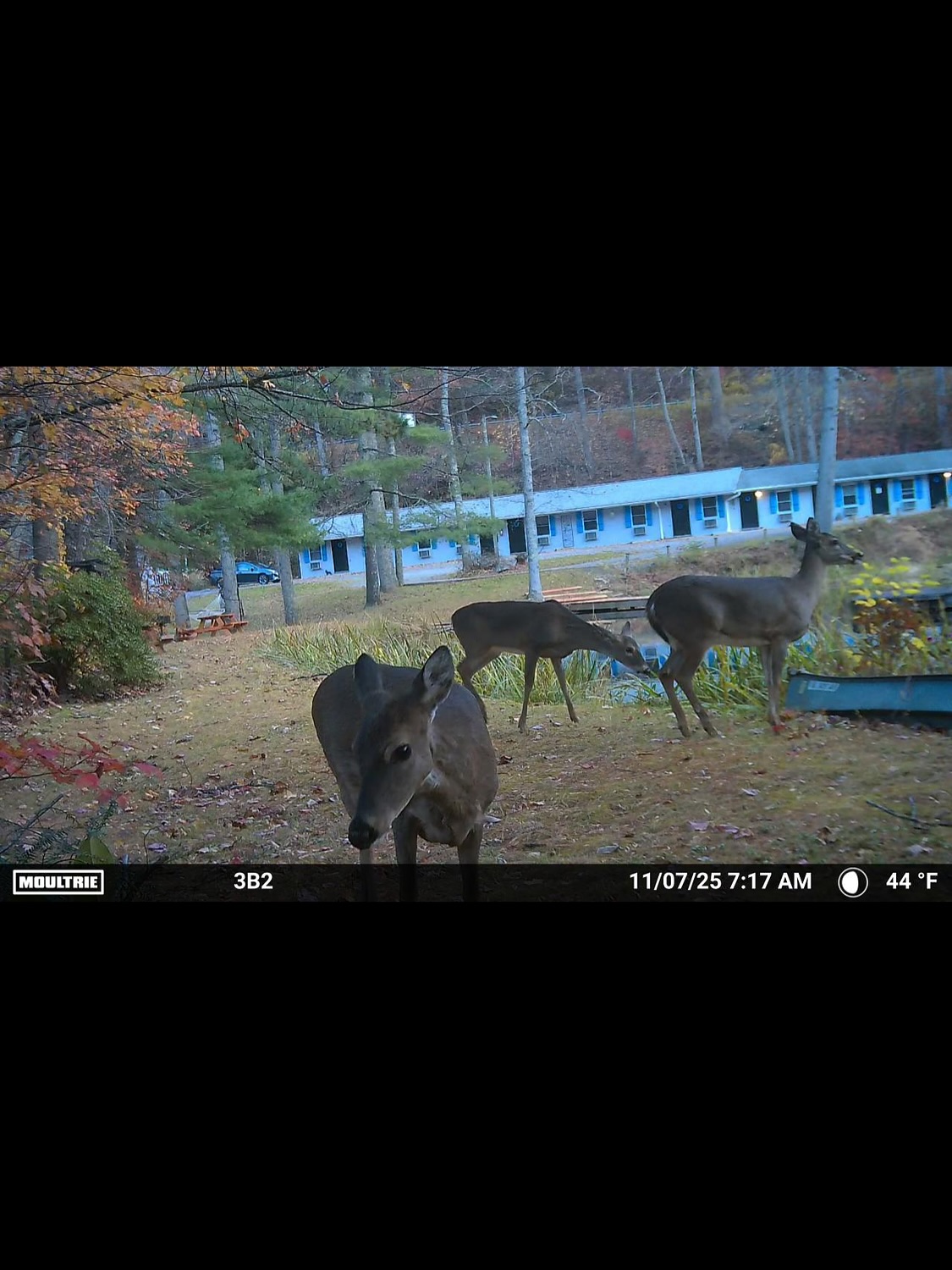 We moved a camera a few months ago because we were curious what animal was fishing the pond. Love seeing all the life that surrounds us. The bears were super active this year and we found plenty of evidence they were enjoying the enchanted trail. This is also why we have the rule “dogs on leash other than in the play park.” 🫶
