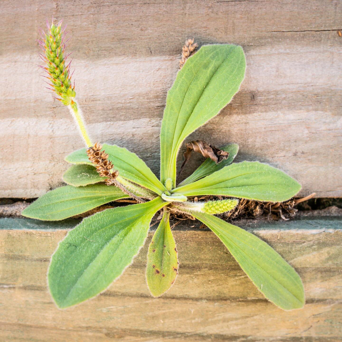 Você conhece a tansagem? 🌿
⠀⠀⠀⠀⠀⠀⠀⠀⠀
Pequena erva de 20 a 30 cm, originária da Europa, cresce espontaneamente em terrenos baldios e muitas vezes é considerada “erva daninha”.
⠀⠀⠀⠀⠀⠀⠀⠀⠀⠀⠀⠀⠀⠀⠀⠀⠀⠀
Mas seus poderes medicinais são muitos: é diurética, cicatrizante e expectorante, ajuda em infecções respiratórias, bronquite, sangramentos e também no controle da pressão e tratamento de úlceras 💚
⠀⠀⠀⠀⠀⠀⠀⠀⠀
É lindo como essas plantas são verdadeiras manifestações de resistência. Crescem onde menos se espera e na simplicidade tratam mazelas do corpo e da alma.
⠀⠀⠀⠀⠀⠀⠀⠀⠀
Quer conhecer mais sobre os segredos da tansagem?
⠀⠀⠀⠀⠀⠀⠀⠀⠀
O lançamento do zine está chegando! 🌿 Em breve você poderá conferir o conteúdo completo na bio. Para saber como garantir sua cópia física, envie uma mensagem para nós ✨
⠀⠀⠀⠀⠀⠀⠀⠀⠀
📸 @grundlingfilmes