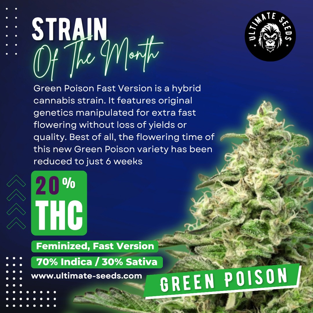 Voted strain of the month November! One of our F1 bestsellers: our Green Poison Fast Version! 💚💚💚🔥