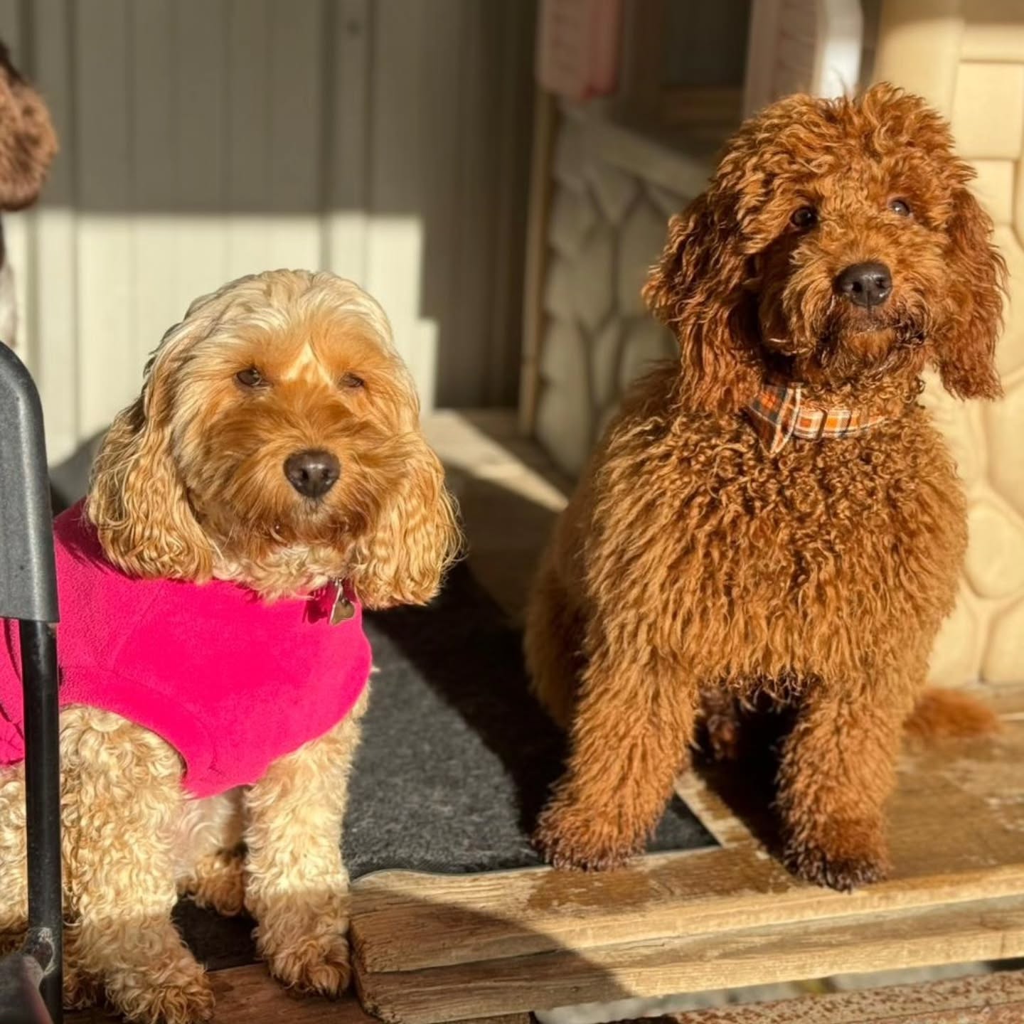 Jumper season is slowly approaching, Autumn sunshine and happy friends at Doggy Daycare 🐕 ❤️