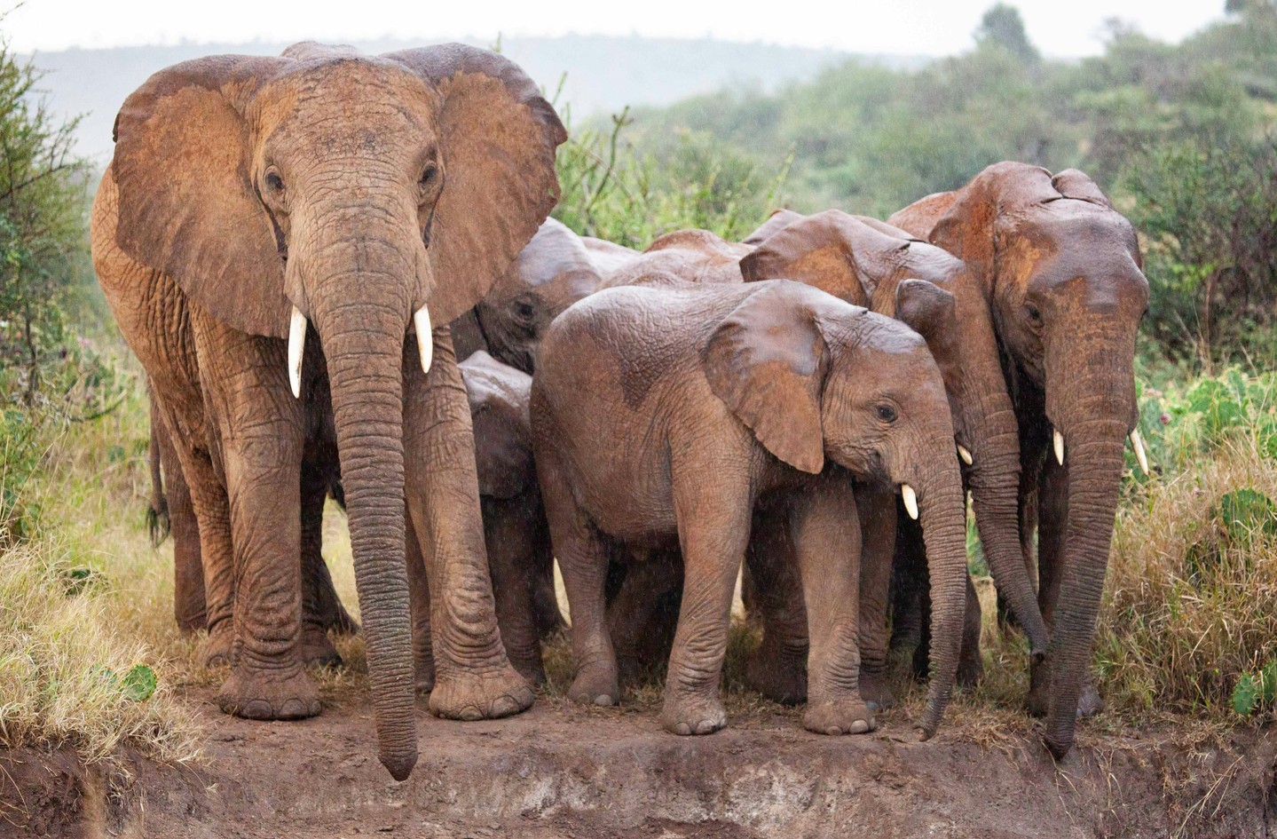 At Loisaba, elephants are more than a symbol of the wild — they are an integral part of the landscape we share. 🐘
Between July and September, our monitoring teams recorded 167 elephants, including 41 family groups and 23 bulls, across Loisaba. Through partnerships with Save the Elephants (STE) and the San Diego Zoo Wildlife Alliance (SDZWA), we’re combining advanced monitoring, local training, and community-led solutions to deepen understanding and strengthen coexistence.
From school walking groups that keep children safe, to household “HEC toolboxes” that help reduce conflict, communities around Loisaba are leading the way in building a safer, shared future for people and wildlife.
Read more about how science and community collaboration are shaping coexistence in our latest blog:
🔗 https://www.loisaba.com/post/elephants-mega-herbivores-strengthening-coexistence (link in story)
📸 © Maurice Schutgens
#LoisabaConservancy #Elephants #ConservationInAction #SaveTheElephants #SDZWA #Coexistence #NorthernKenya #CommunityConservation #MegaHerbivores #LandConnectedLifeProtected