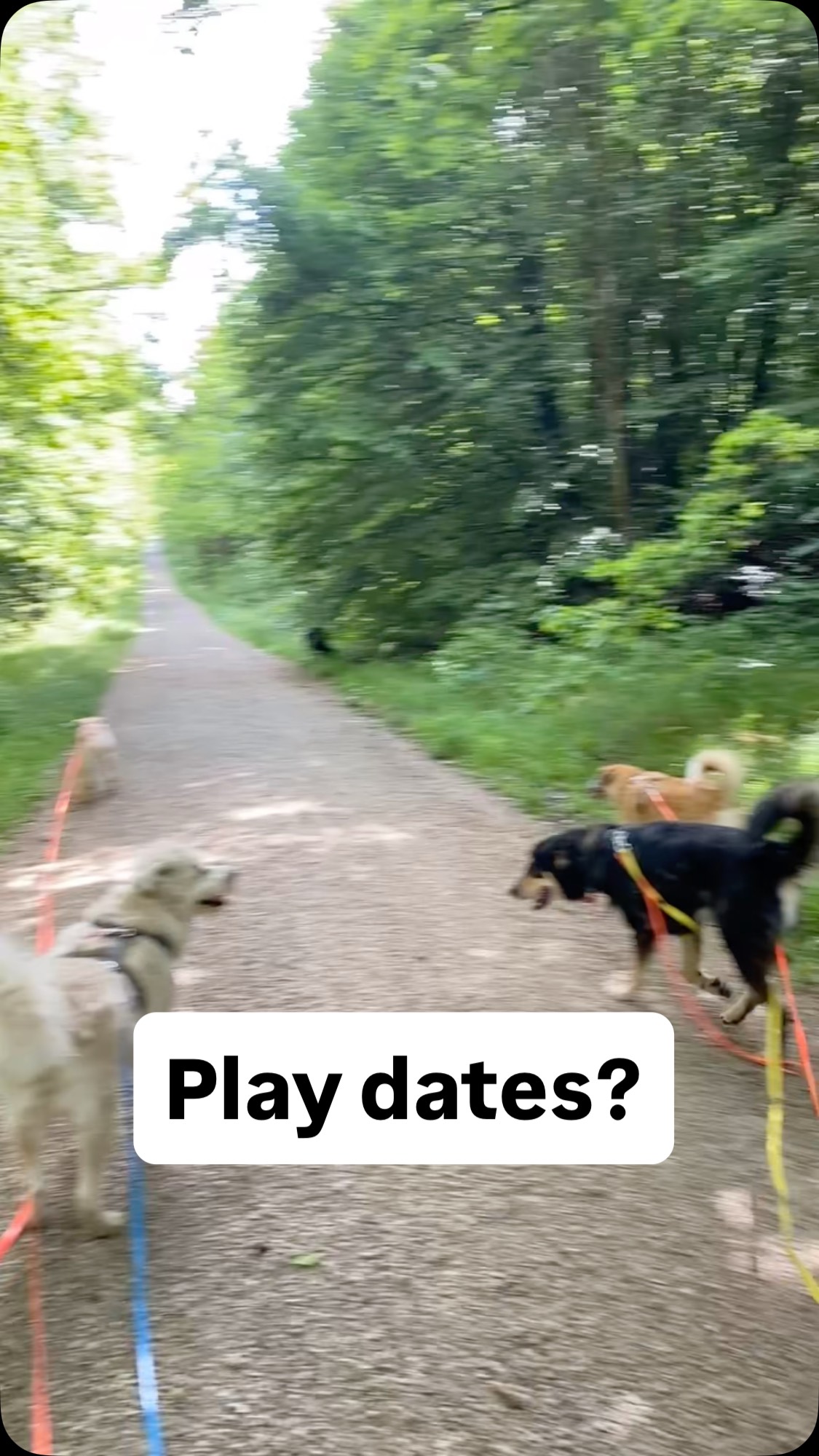 Play dates können toll sein, aber:
Wenn dein Hund Artgenossen ausschließlich in einer hohen Erregungslage begegnet, entsteht eine einfache Gleichung im Kopf. Andere Hunde = Vollgas.
Umso schwieriger fällt es diesen Hunden dann Grenzen anderer Hunde wahrzunehmen und darauf einzugehen.
Ruhige & entspannte Zusammentreffen mit anderen Hunden sind genauso wichtig wie Spiel und Spaß. 🐶
#play date #hundeverhalten #hundeliebe
