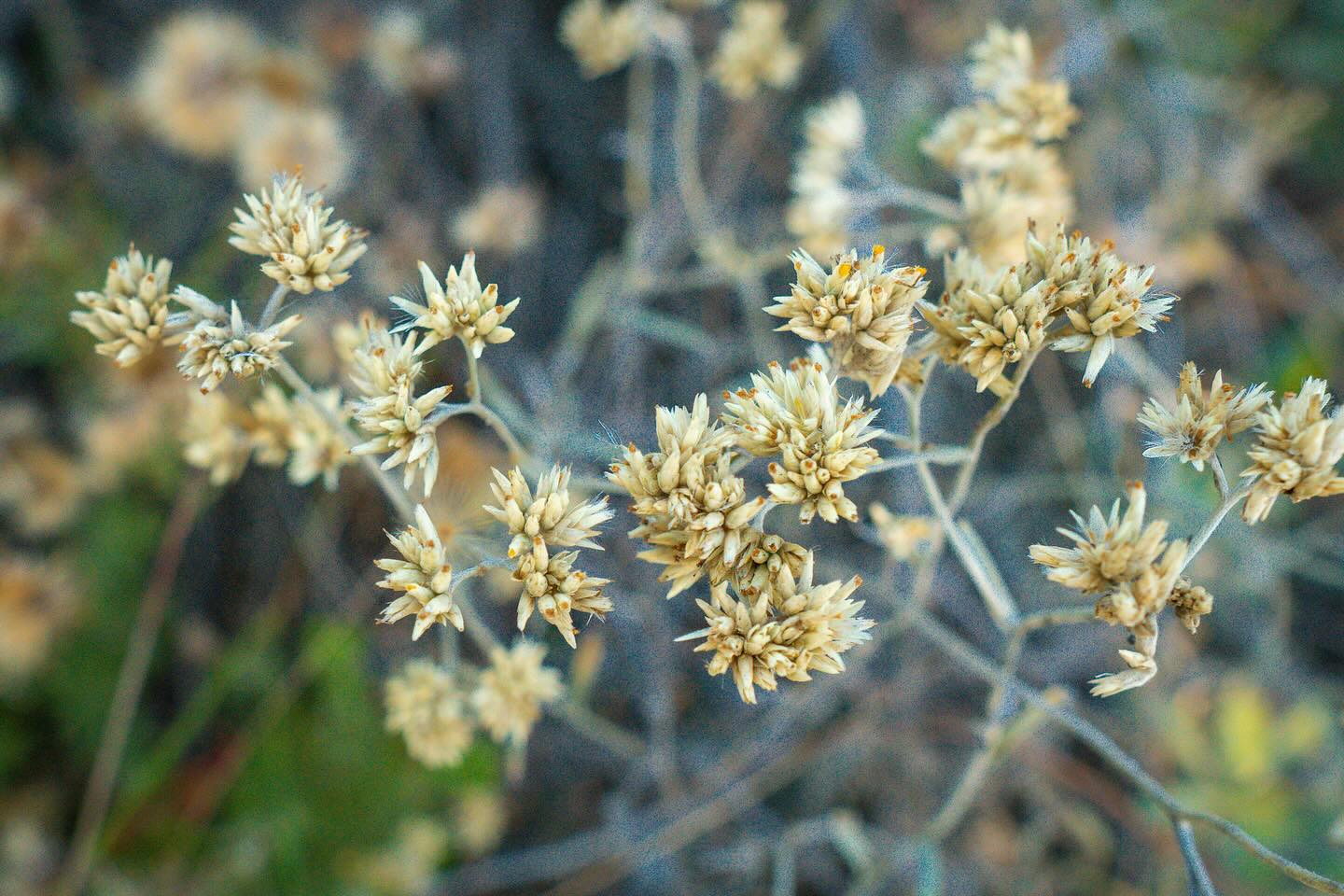 Você conhece a Macela? 🌼
⠀⠀⠀⠀⠀⠀⠀⠀⠀
Essa delicada planta cresce espontaneamente nos campos do Sul e Sudeste do Brasil, muitas vezes tida como “daninha” pelos agricultores.
⠀⠀⠀⠀⠀⠀⠀⠀⠀
Suas flores, folhas e ramos secos são usados para fazer chá, usado há gerações para aliviar dores de estômago, cólicas, inflamações e até acalmar o corpo e a mente ✨⠀⠀⠀⠀⠀⠀⠀
A Macela é uma daquelas plantas que guardam a sabedoria silenciosa da terra.
⠀⠀⠀⠀⠀⠀⠀⠀⠀
Quer saber mais sobre seus usos e histórias na cultura popular da Ibiraquera?
⠀⠀⠀⠀⠀⠀⠀⠀⠀
O lançamento do zine está chegando! 🌿 Em breve você poderá conferir o conteúdo completo na bio. Para saber como garantir sua cópia física, envie uma mensagem para nós 🍃
⠀⠀⠀⠀⠀⠀⠀⠀⠀
📸 @grundlingfilmes