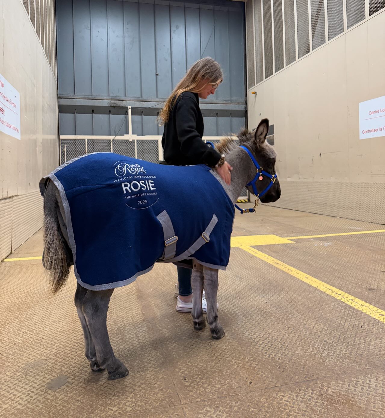 Thanks for modelling our handy work Rosie!! This year’s Royal Ambassador. You wear it well. Have a great time at the Royal Winter Fair. Prism embroidery we do custom work. Hats, workwear, scrubs and now miniature donkey blankets. 705-328-2823.