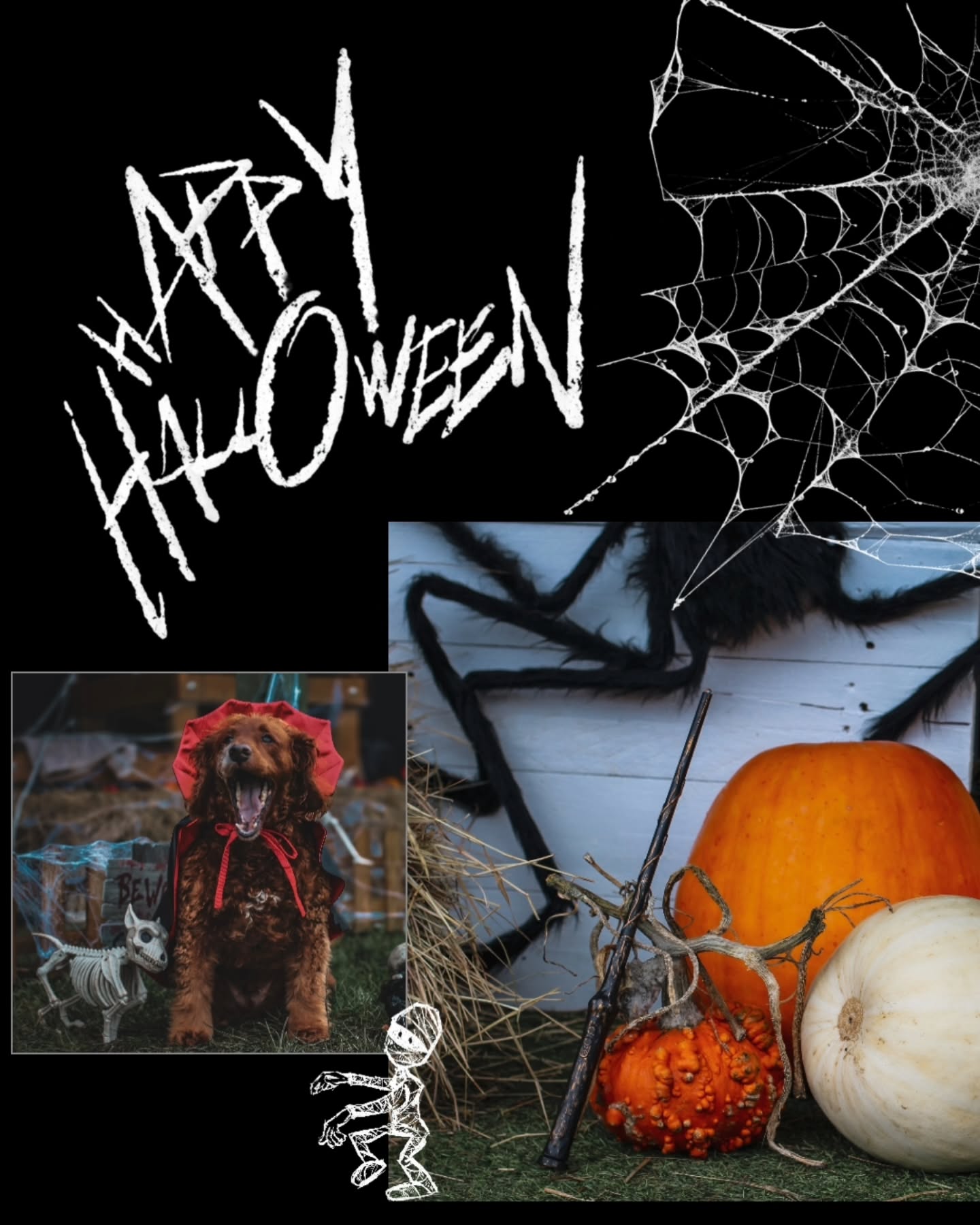 🎃 Happy Halloween 🎃
We have had a SPOOKtacular week of fun! Thank you all for spending the time on some amazing costumes! Head on to Facebook for all the pictures from this week 👻
https://www.facebook.com/share/1GkUPzQ71n/
None of this was AI...we built the set! Also including some donations from clients, and some Pawsome friends. Thank you all 🙂
#halloweencostume #halloweendogs🎃👻🐶 #doggydaycareuk #spooktacular #halloweenfun🎃 #pawsomedays