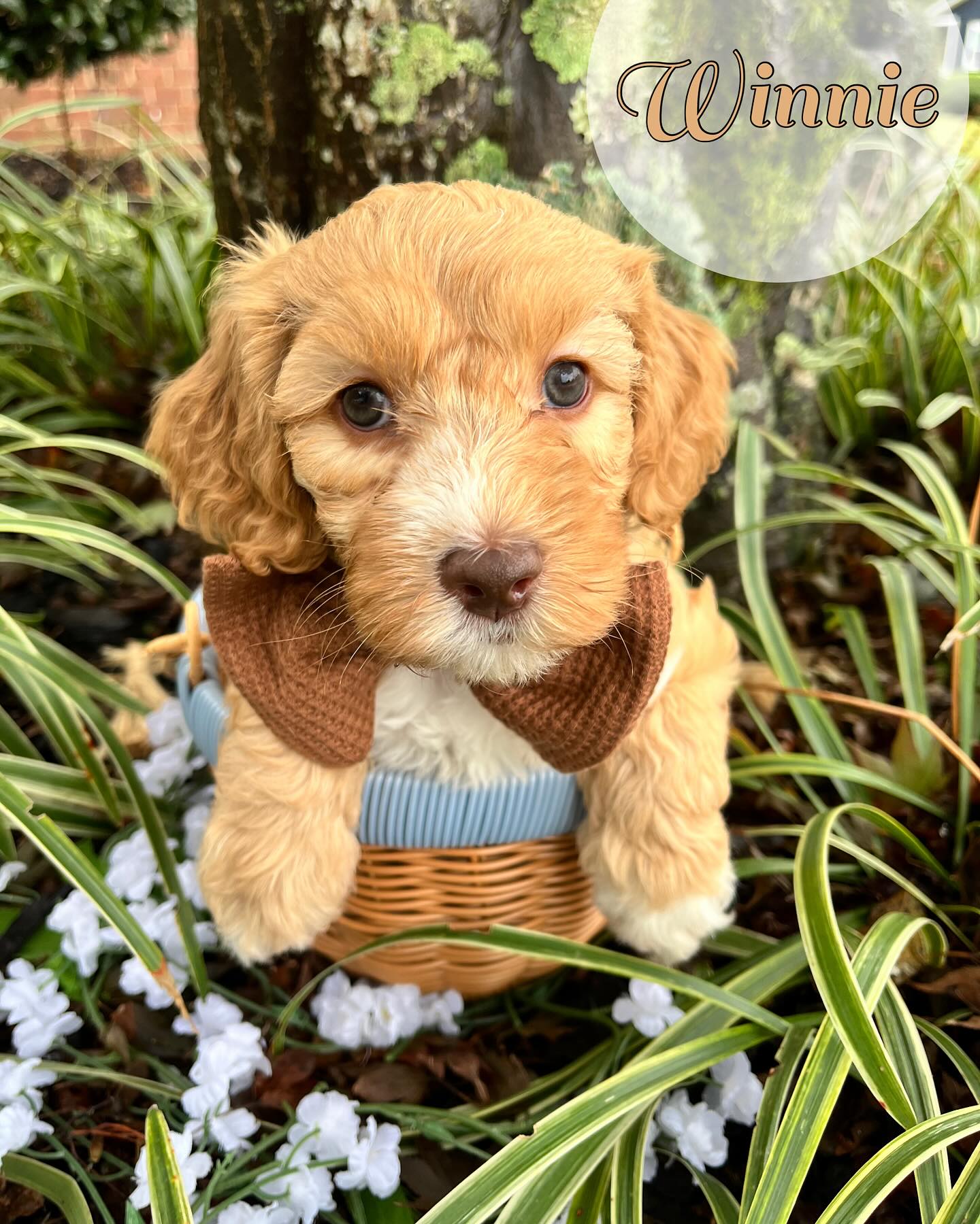 Oh bother… these Winnie the Pooh pups are almost ready to steal hearts! 🐻
At 7 weeks old, they’re packing up their little honey pots and getting ready to join their forever families. 💛
‘A day without a friend is like a pot without a single drop of honey.’ Lucky for their new families… these sweethearts come overflowing with it! 🍯🐾
#OhBotherTheyreCute #WinnieThePoohPups #SMDPups #SweetAsHoney #BuiltInBestie”
#southernmeadowsdoodles #australianlabradoodlesofinstagram #australianlabradoodlepuppy #ald #australianlabradoodlebreeder