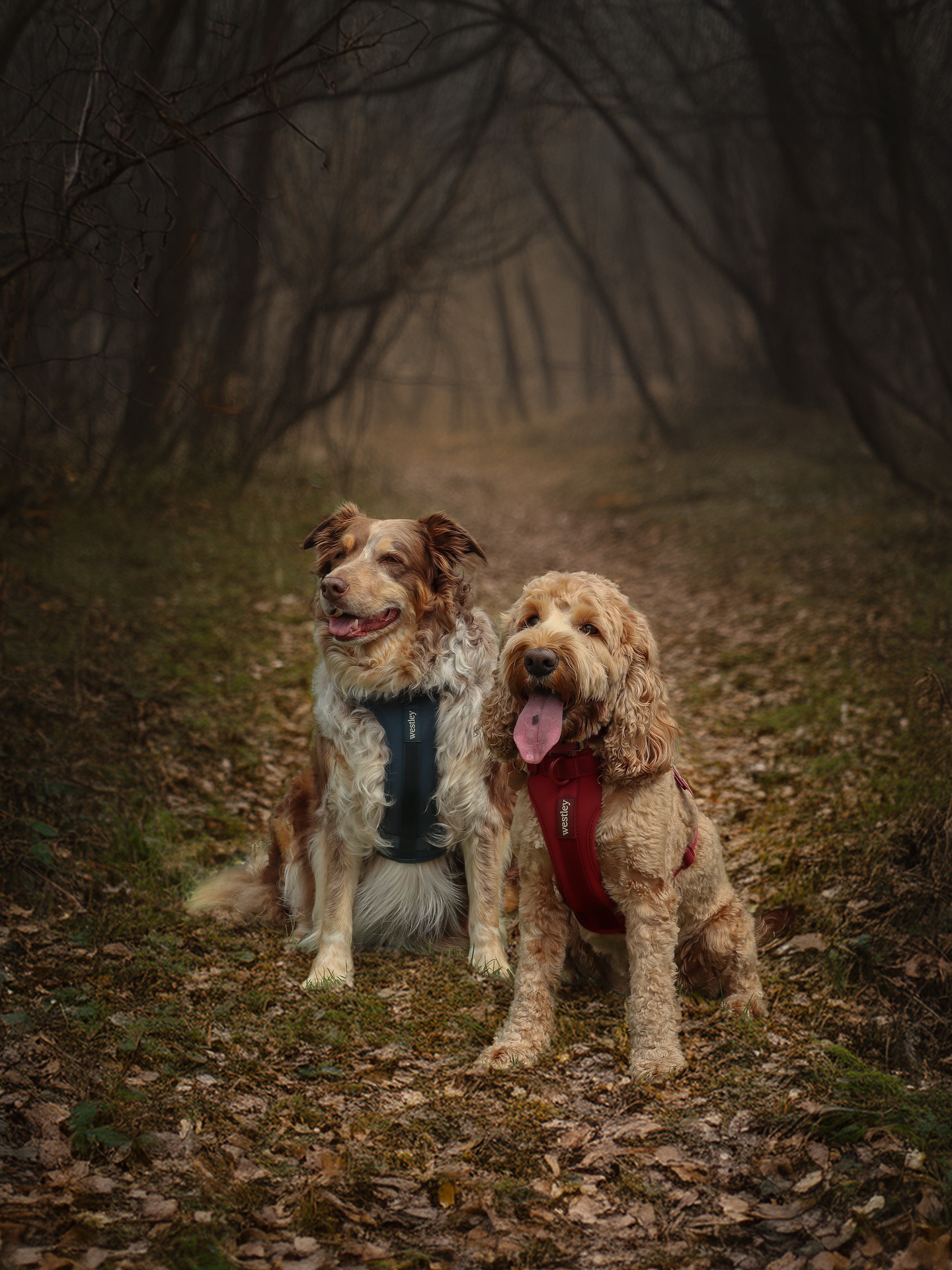 If you hear howling in the woods tonight, don’t worry — it’s just us practising our spooky faces 👻🍂 #HappyHowloween