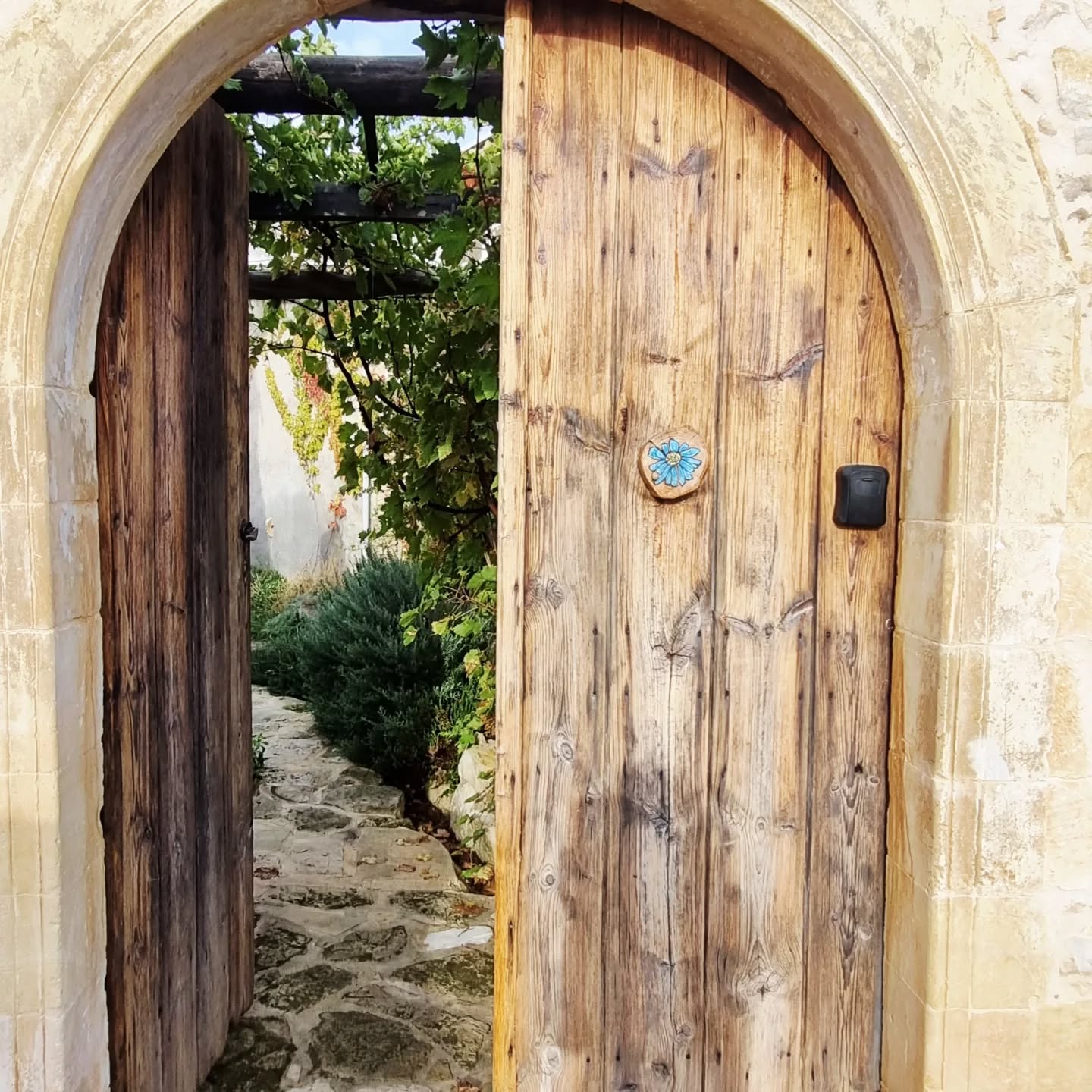 Everything in the garden has grown wild and lush since I was last here.
#Blue Daisy House