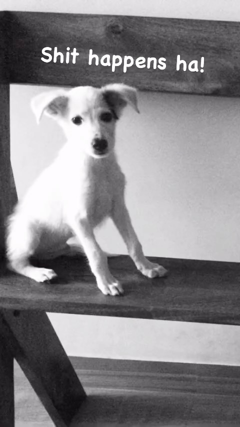 Jack 🐶 Awatian🦮
#petlovers #dog #petsagram