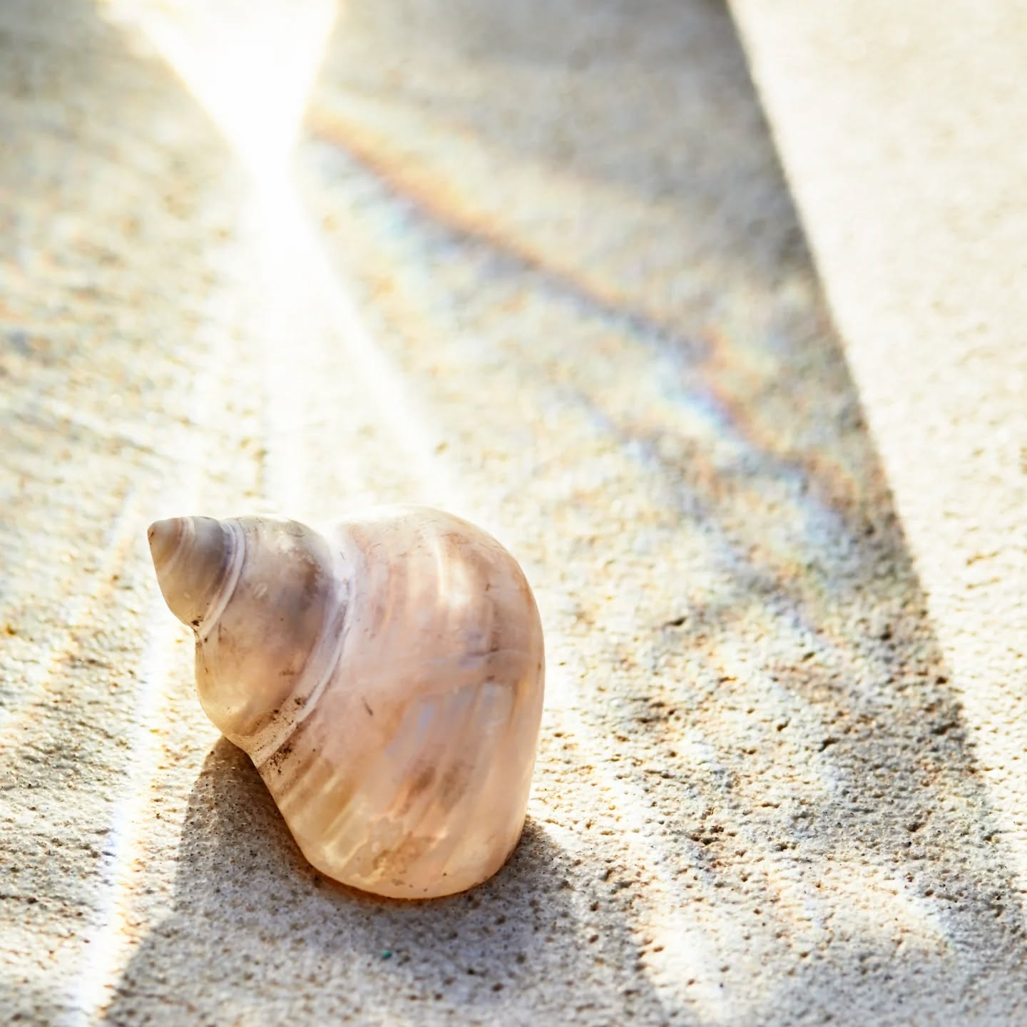 The shimmer that started it all.
shells, sunlight, and slow moments by the sea.
Part of the Luz de Mar story.
🌟
Sustainable resortwear brand · slow luxury lifestyle · resort 2025 collection · island-inspired design ·nature-inspired fashion · luxury resortwear photography · coastal living aesthetic · Luz de Mar ·
resortwear campaign