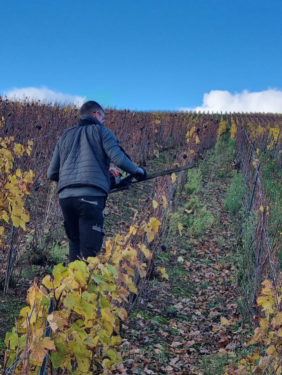 🍇 Le prétaillage :
L’hiver s’installe doucement en Champagne, et pendant que la vigne se repose, le travail reprend dans les rangs.
Le prétaillage, c’est la première étape avant la taille : On raccourcit les longs sarments de l’année passée pour faciliter la taille à venir. Plus les bois sont courts, plus ils se retirent facilement par la suite.
C’est un gain de temps, mais surtout une façon de prendre soin de la vigne, de la remettre en ordre avant la taille d’hiver.
Un geste simple, mais essentiel, pour bien démarrer la nouvelle saison.
#Champagne #champagnebrassart #Vigneronindependant #Vigne #PréTaillage #TravailDeLaVigne #HiverDansLesVignes #TerroirChampenois #Viticulture