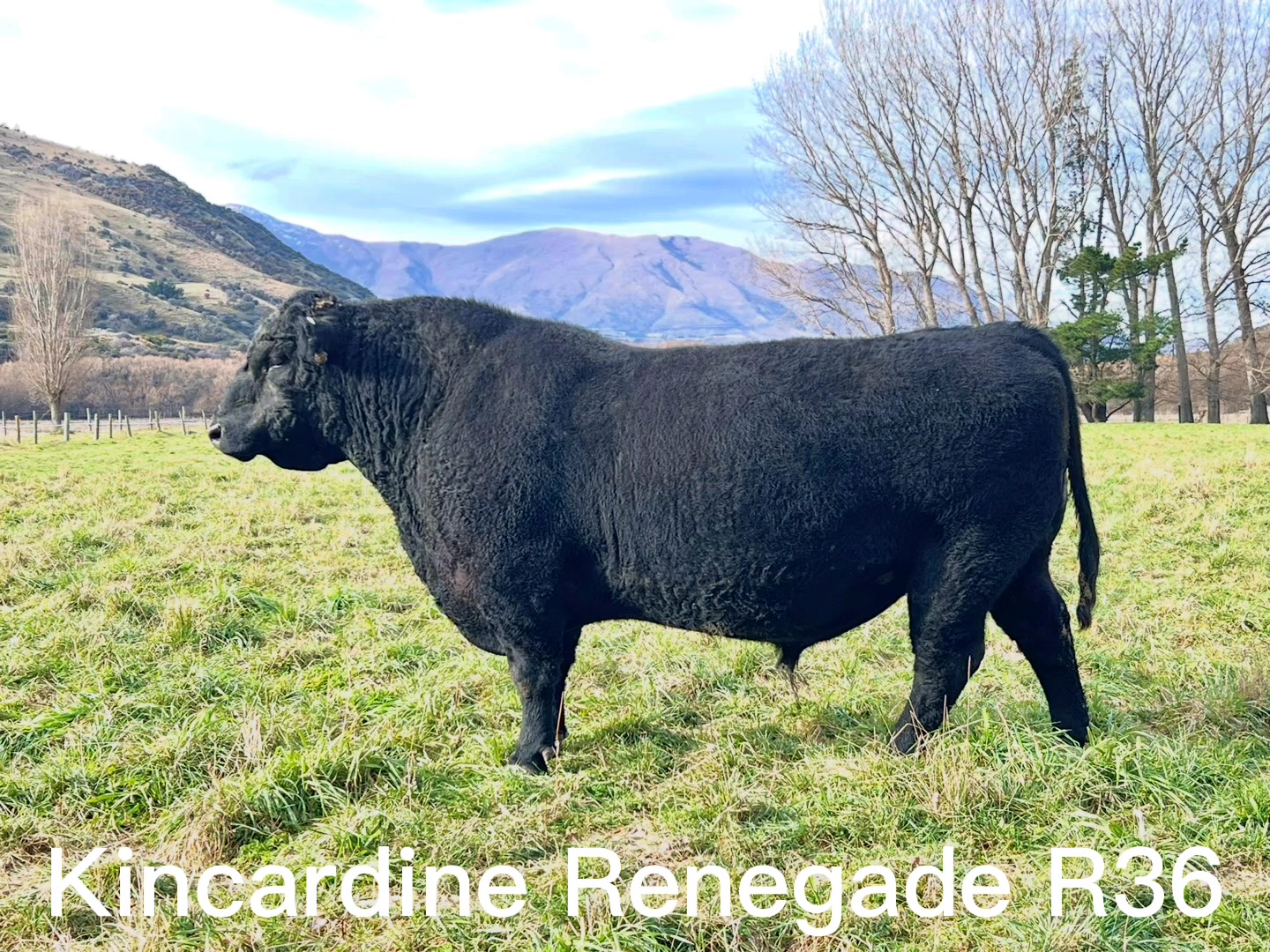 Kincardine Renegade R36 in motion!