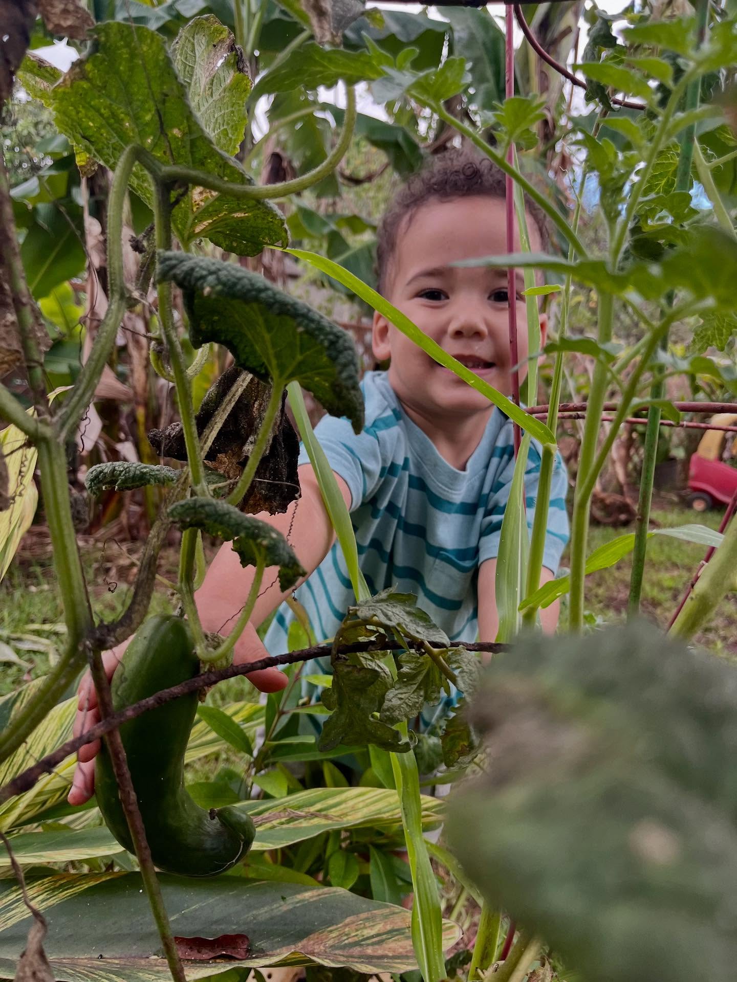 🌿 A harvest is more than a moment — it’s a story of care.
This week, our keiki picked vegetables they’ve been tending for months. 🌱
They’ve learned that growth takes time, attention, and aloha.
A place to wonder. A place to grow. A place to learn with aloha. 🌺
#KaHanaPono #NatureBasedPreschool #Pā‘aniMeAloha #ChildhoodMagic #Ohana #HawaiiKeiki #NorthShore #NaturePlay #GrowingTogether#