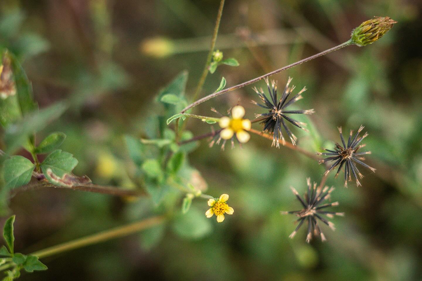 Você conhece o picão preto? 🌱
⠀⠀⠀⠀⠀⠀⠀⠀⠀
Planta anual, ereta e ramificada, com 50 a 130 cm de altura e cheiro característico, cresce espontaneamente pelo Brasil e é considerada por muitos uma “erva daninha”.
⠀⠀⠀⠀⠀⠀⠀⠀⠀
Porém, o que poucos sabem, é que essa singela planta tem poderes medicinais: combate febres, infecções urinárias e ajuda no tratamento de doenças do fígado e diabetes 💛
⠀⠀⠀⠀⠀⠀⠀⠀⠀
Quer conhecer mais sobre os segredos do picão preto?
⠀⠀⠀⠀⠀⠀⠀⠀⠀
O lançamento do zine está chegando! 🌿 Em breve você poderá conferir o conteúdo completo na bio. Para saber como garantir sua cópia física, envie uma mensagem para nós ✨
⠀⠀⠀⠀⠀⠀⠀⠀⠀
📸 @grundlingfilmes