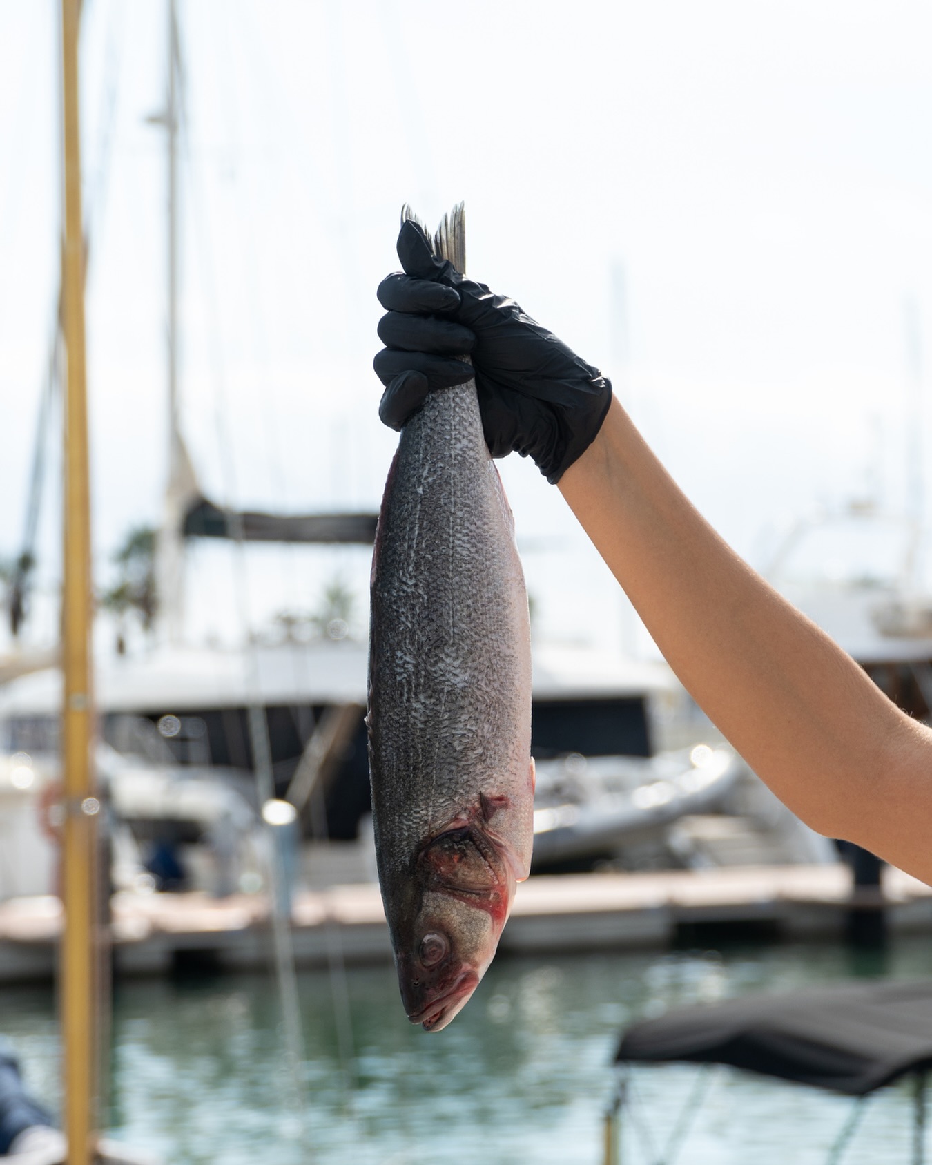 Pescado fresco, recién llegado del puerto 🐟
Cada día elegimos lo mejor del mar para llevarlo directo a tu mesa, cocinado con sencillez y buen gusto.
Porque en Olave Sitges, el sabor empieza en el mar.
¡Te esperamos!🙌🏼
📍 Port d’Aiguadolç, Sitges
📲 A través de nuestro teléfono 936 001 332 o en nuestra web
#restaurante #OlaveSitges #SaboresDelPuerto #restaurantemediterraneo #olave #sitges #portsitges #restaurantesitges #menuarroz #arroces #mariscos #pescadosfrescos #carnes #sabormediterraneo #tapas #gastronomia #food#restaurantesenbarcelona #mediterraneancuisine #portdaiguadolç #foodiesbarcelona