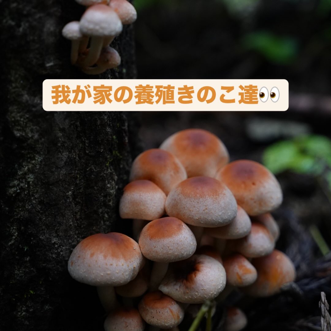 待ちに待った!
養殖きのこちゃん達が、育ってきました〜✨
手間をかけ、首を長ーくして待った分、きのこちゃん達が出始めたときは、それはそれは嬉しいもの🥹
第一弾はほうとうにして、お祭りで販売しました‼️
皆さんに美味しいと言ってもらえて良かったね🥲
お母ちゃん胸が熱い...
スープもアツイ......😅
まだまだ採れるの楽しみだなぁ😌
#アウトドア #自給自足 #山梨 #山人砦 #yamodingvillage #きのこ栽培 #きのこまつり #きのこのきもち #きのこほうとう