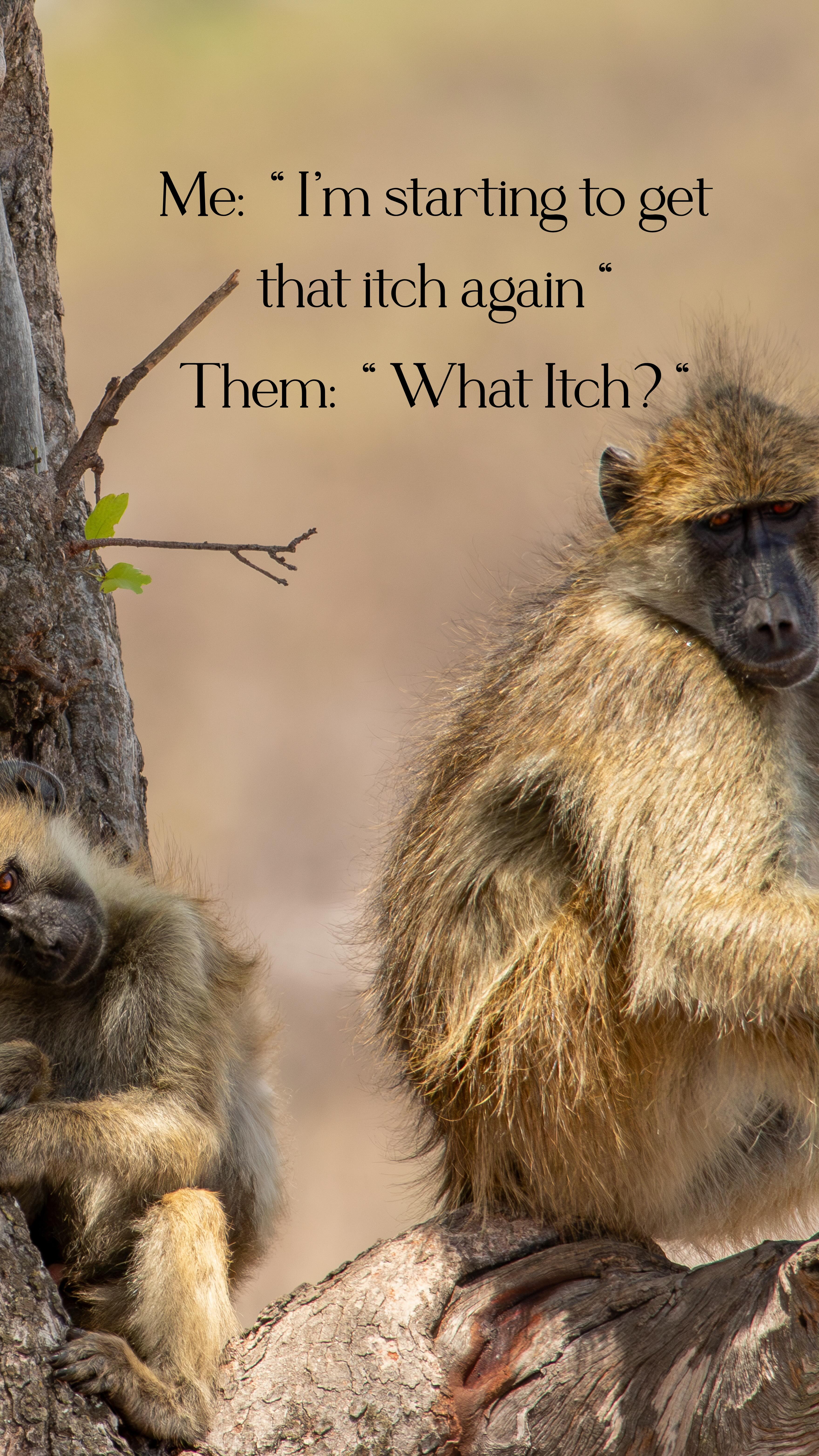 That safari itch hits different. 🐾
How do you explain the feeling of being out there in the wild? The early mornings, the action, the golden light, a cold drink in hand… it’s something you just have to feel and experience! 🌅🦁
Tell us your favourite safari moments from a trip you’ve been on! #isithombesafaris #SafariVibes #IntoTheWild #LuxurySafari #EcoTravel #NaturePhotography #WildlifePerfection #AfricaTravel #SafariAdventure #WildAtHeart #NatureEscape #bucketlist #dreamtravel