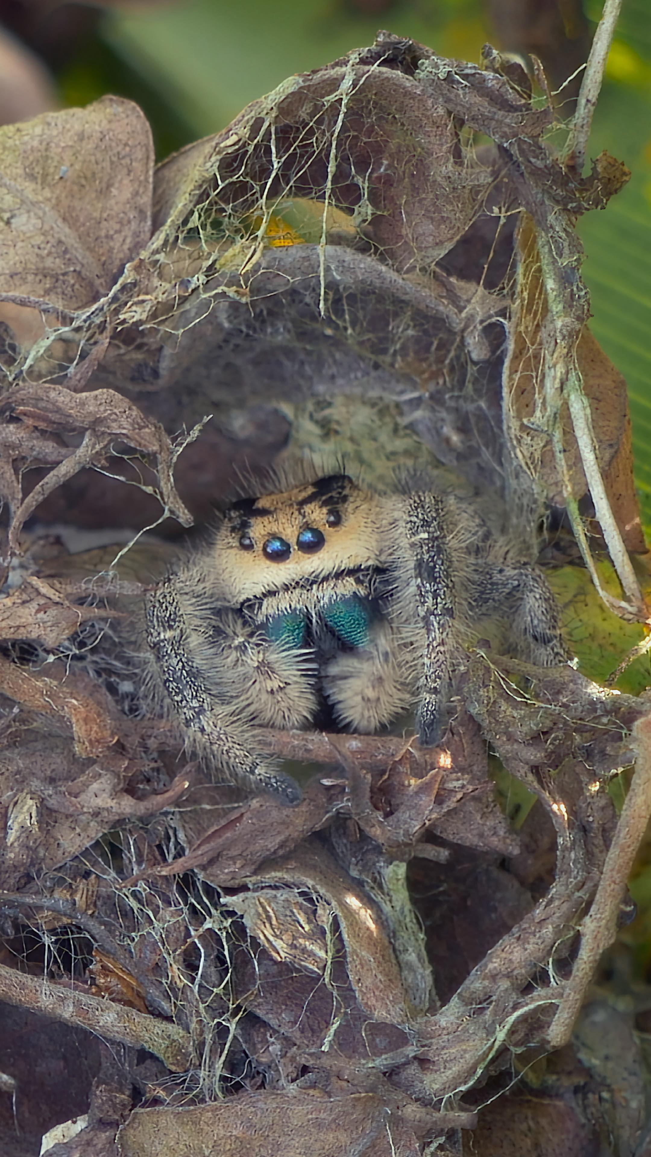 Jumping Spider Spectacular
(Version 2.0)
Humans tend to notice the big animals. But, the little ones are equally spectacular.
Sitting quietly in the Florida scrub, Into Nature Films captured a leaf litter microcosm in the crown of a palmetto.
Watch to the end to see the female Regal Jumping Spider close the door to this fascinating world.
#FloridaNature #JumpingSpider #FuzzyWuzzy