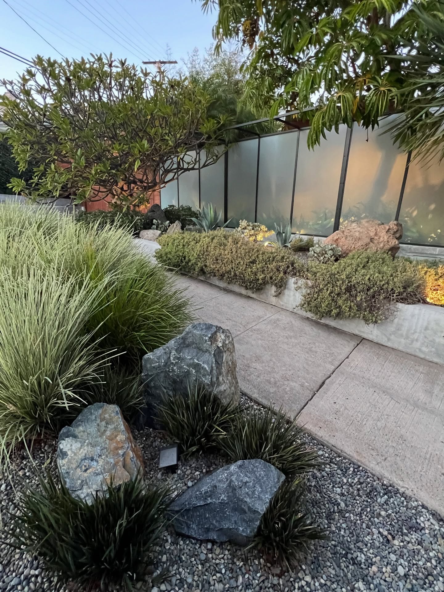 Green and gorgeous! #midcentury #originalglass #rafelsoriano #landscape #hardscaping #basaltrocks #lomondragrass
#iceplant #centuryplant #littlerev #plumeria #cheviothills #rosemary #virgodesignsandlandscaping #projectbannockburndrive