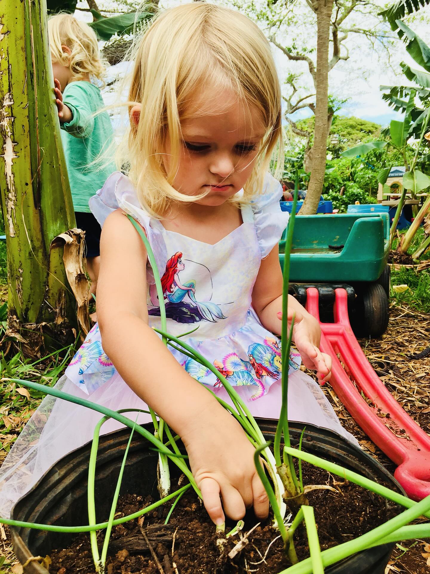 🌱 Whether in a tutu or tiger pajamas, our keiki are learning that caring for life — even the smallest sprout — is its own kind of magic. ✨
Every day in our garden classroom, we practice patience, curiosity, and care — lessons that grow right alongside us. 🌿
A place to wonder.
A place to grow.
A place to learn with aloha. 🌸
#KaHanaPono #NatureBasedPreschool #Pā‘aniMeAloha #ChildhoodMagic #Ohana #AlohaAina #NaturePlay #NorthShore #Haleiwa #GrowingTogether #HawaiiKeiki