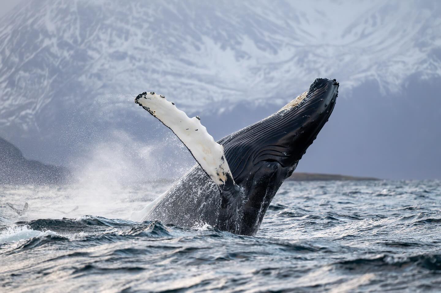 Skjervoy, Norvège aujourd’hui ! 😊 avec @dervola_adventure www.contrees.sauvages.com