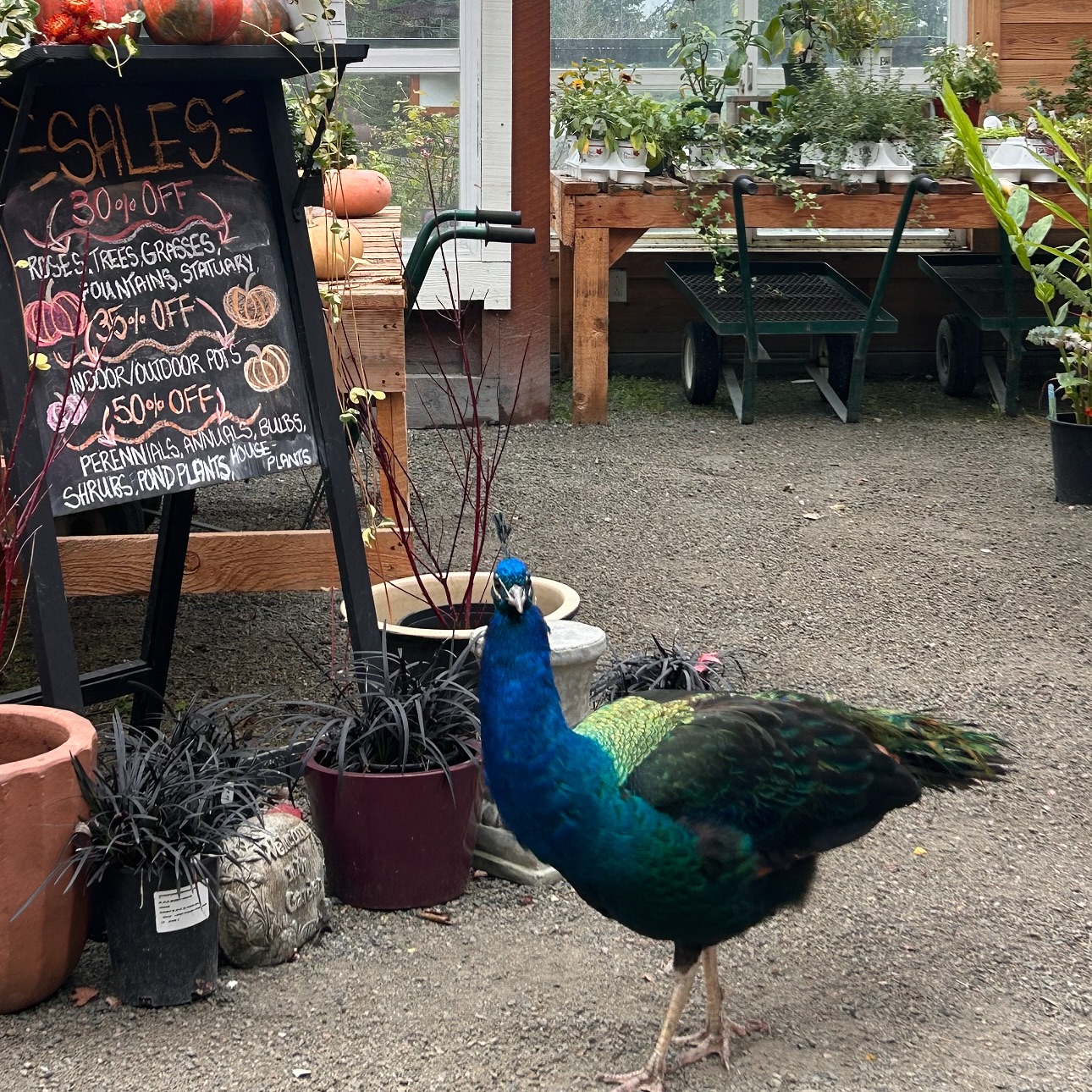 We had a visitor this morning. They didn’t buy anything, just browsed the sale tables and showed off their colors. 🌿🦚
Browsing. No purchase. Stunning exit.
#SunshineCoastNursery #PeacockVisitor #GardenCentreLife #PlantPeople #ShopLocalBC