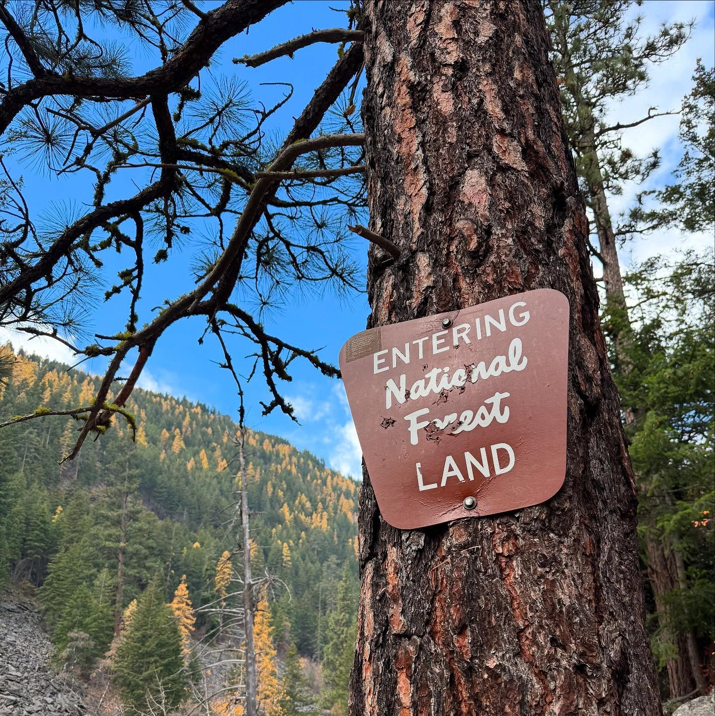 🍂Montana in the fall does not disappoint.
Anyone else get out to hike today?
High of 65° on Nov 1.. Yes please!
#montana #fallisintheair #westernlarch #tamarack #hikeon
