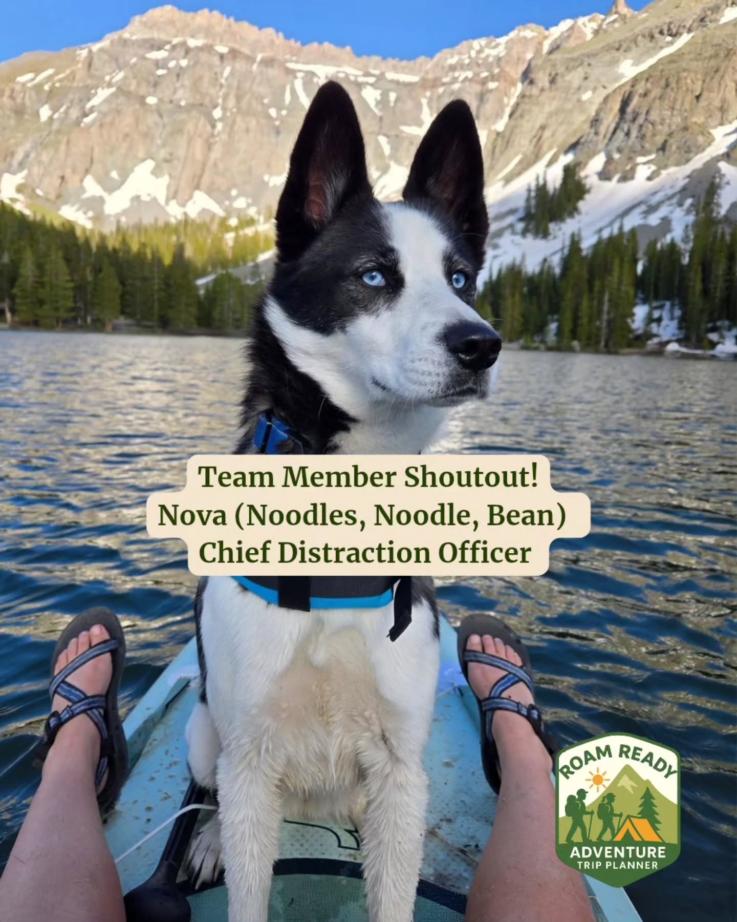 Meet Nova! She's our Chief Distraction Officer.
Nova is our official morale officer, expert in turning any workday into a reason to pause, play, and smile.💛
Her responsibilities include mandatory snuggle breaks, supervising outdoor adventures, taste-testing snacks, and ensuring no meeting goes uninterrupted by tail wags or zoomies. 🐶
When she’s not actively distracting us (which is most of the time), she’s napping strategically in sunny spots, reminding us that a little downtime is essential for happiness.
Nova is proof that a happy team starts with a wagging tail.
She might be the most important member of the Roam Ready Team 👀
#Adventure #RoamReadyTrips #roamready #team #dog #husky #bordercollie #StressFreeTravel #travelagency #travelconsultant #backpacking