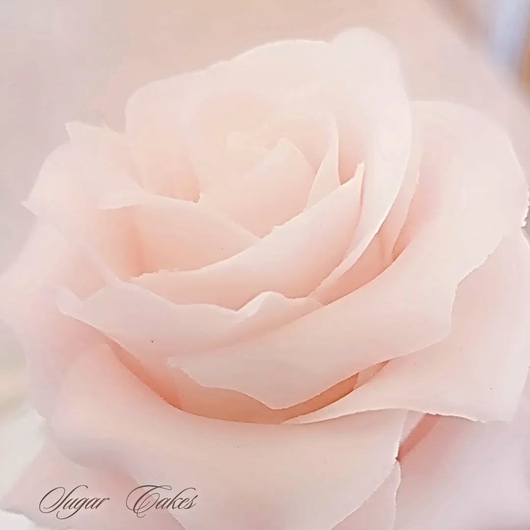 Handcrafted beautiful signature Sugar Cakes sugar flowers. Yes, we are in wedding season and lots of beautiful flowers are in the studio. 💐🌺
Our LOVE our SC flower florist 💐
Beautiful colorful dusting powders at our favorite @barco_bake
#cake #gumpaste #sugarflowers #sugar #sugarart #caketrends #sawedding @barco_bake #CakeArt #supportwomeninbusiness #supportlocal