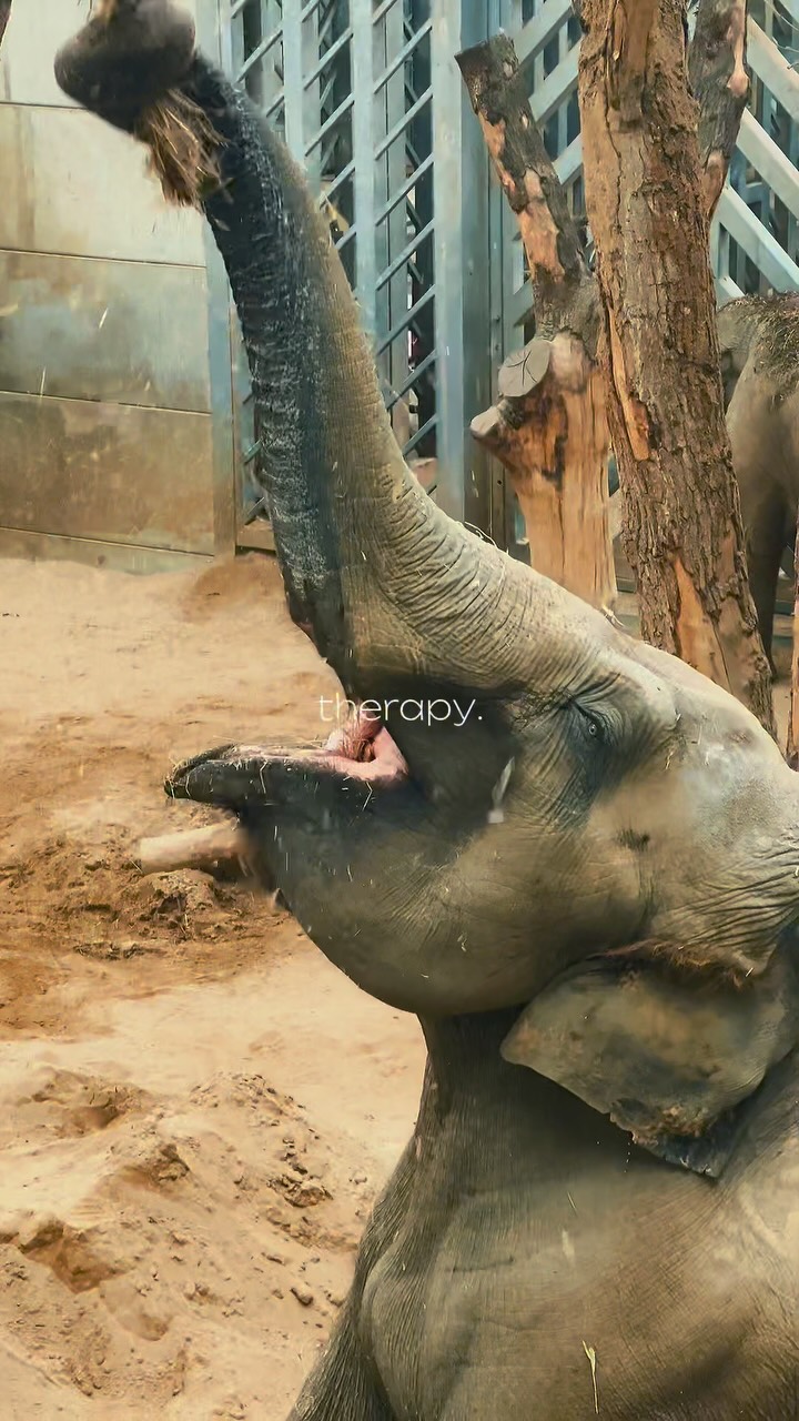 Today’s therapy session was at… Blackpool Zoo 🐒💆🏽♀️
As part of my job I run a project with the zoo and went to pick up some paperwork — they kindly let me have a little wander after.
Last time my boss offered but I didn’t want to take up his time 😅 so today, solo mission = fully accepted 🙌🏽
Just what I needed to end the work week 🦓✨
#zoo #blackpoolzoo #lovemyjob #animals #fyp